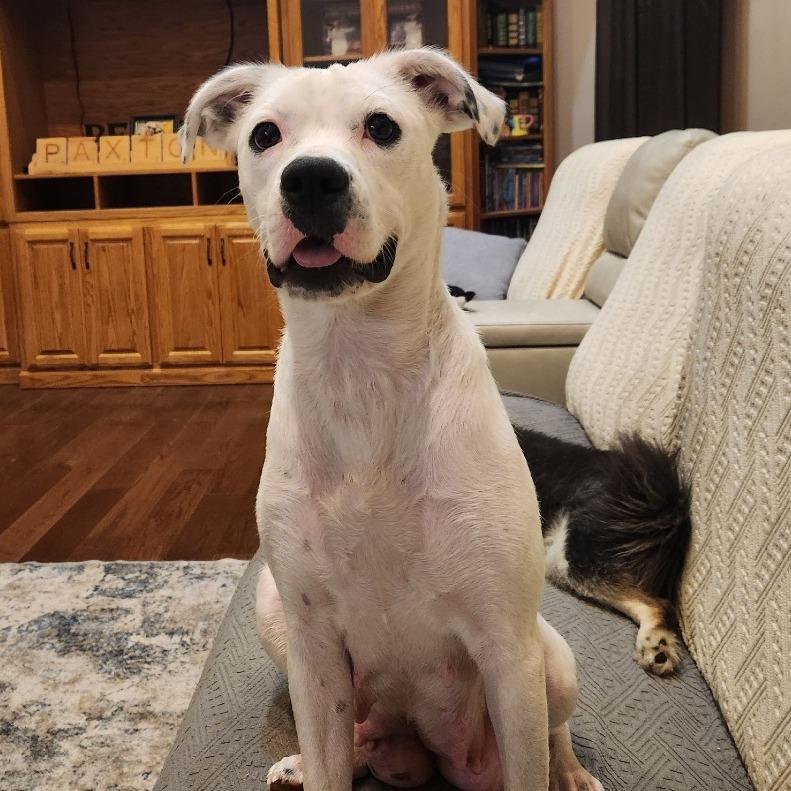 Crystal, Adoptable, Adult Female Cattle Dog.