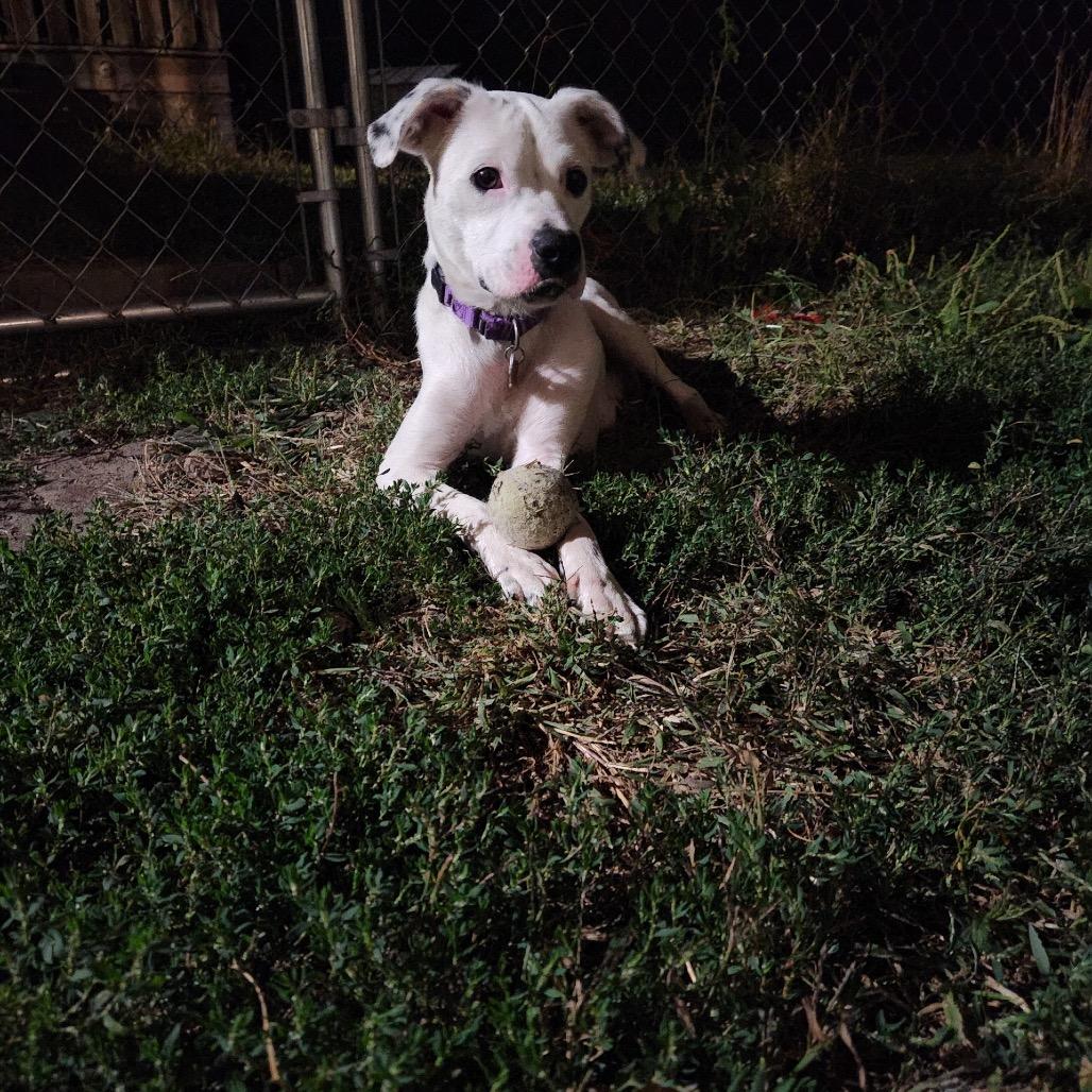 Enlarge Crystal, a Adoptable mixed breed in Delaware, OH image 2/6