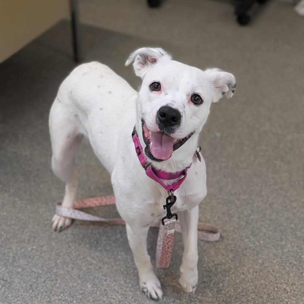 Enlarge Crystal, a Adoptable mixed breed in Delaware, OH image 5/6