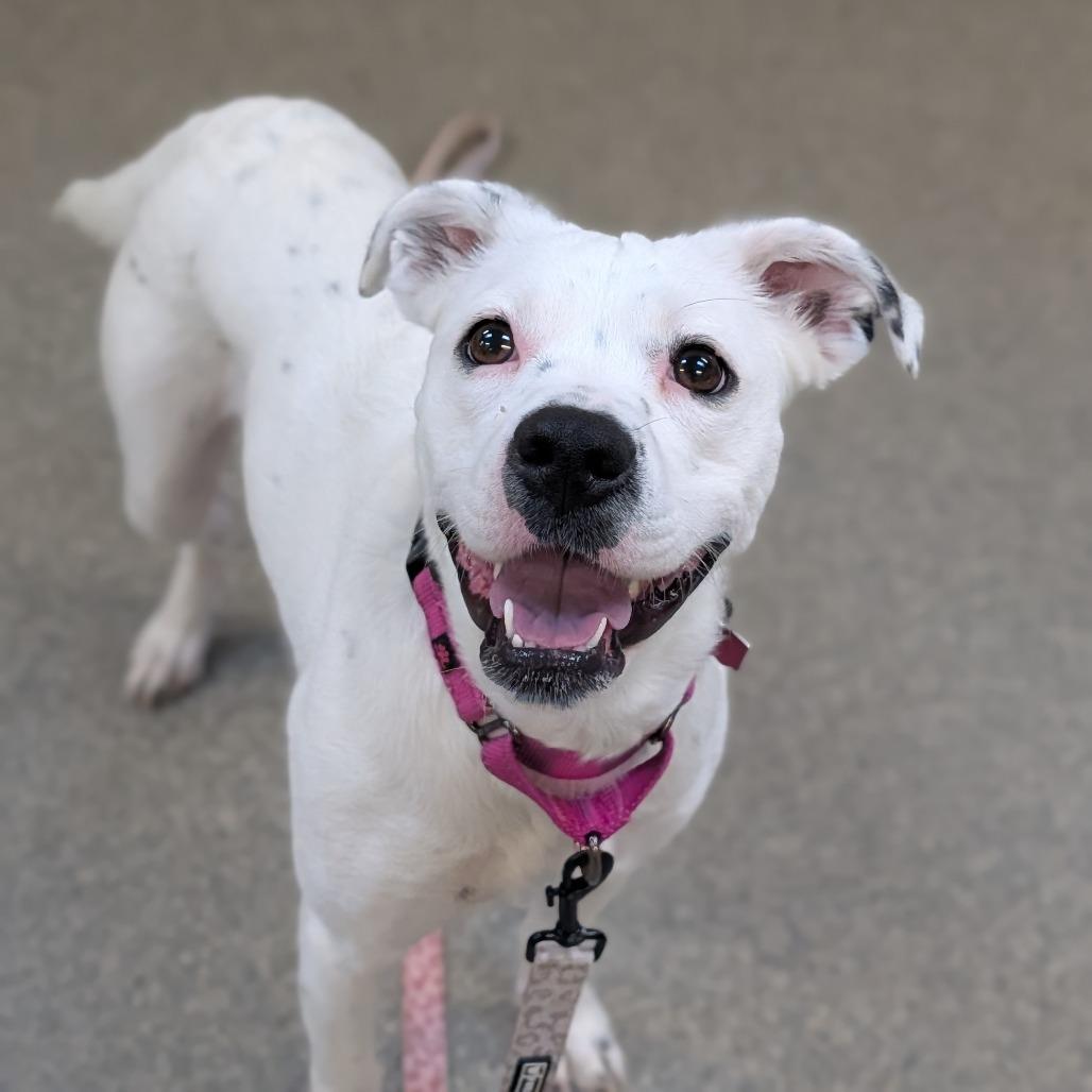 Enlarge Crystal, a Adoptable mixed breed in Delaware, OH image 6/6