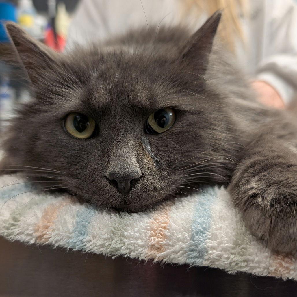 Enlarge Sully, a Adopted Domestic Long Hair in New Castle, DE image 1/2