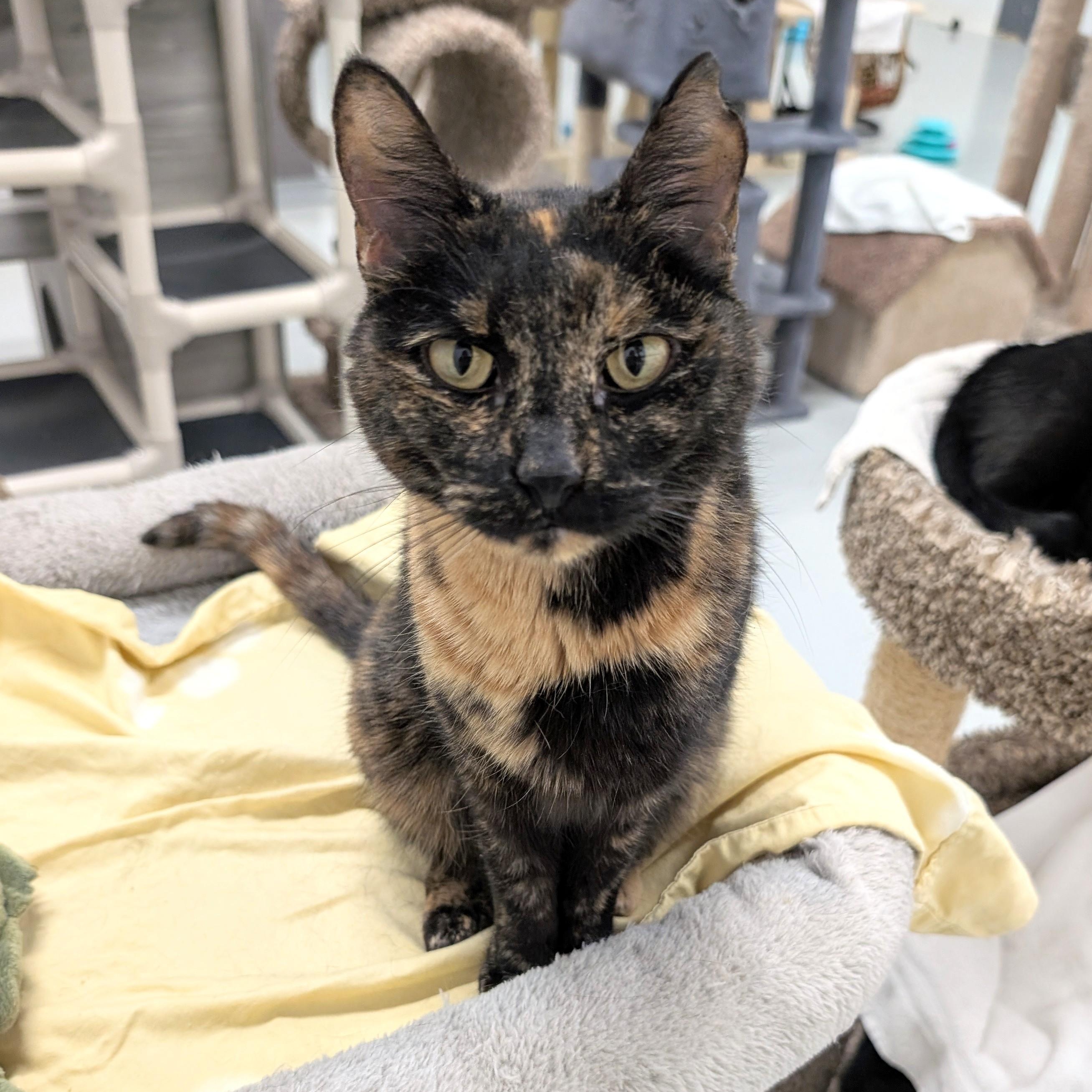 Mercedes, Adoptable, Adult Female Tortoiseshell & Domestic Short Hair.