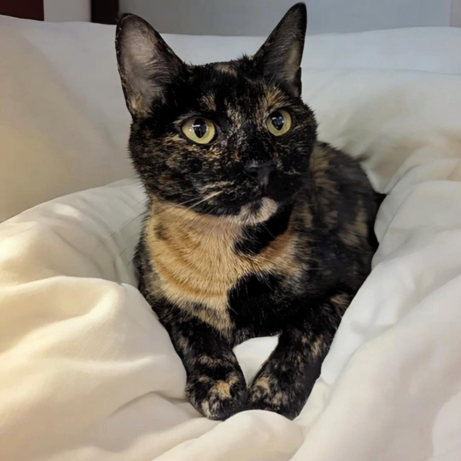 Enlarge Mercedes, a Adoptable mixed breed in West Palm Beach, FL image 4/6