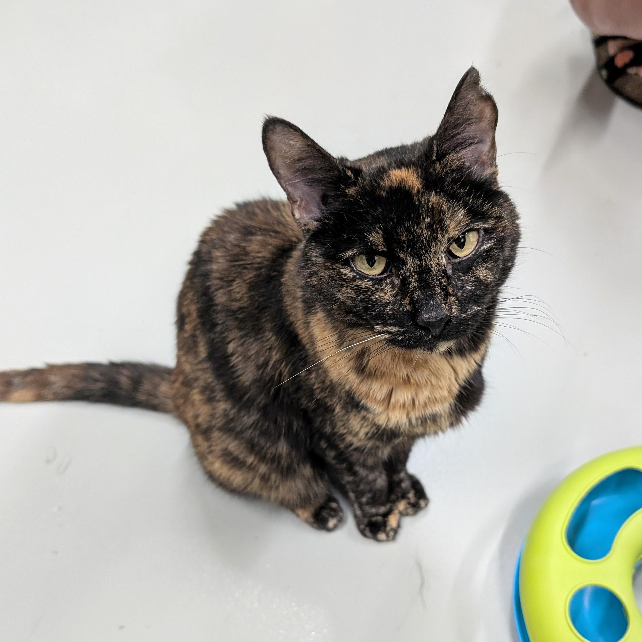 Enlarge Mercedes, a Adoptable mixed breed in West Palm Beach, FL image 5/6