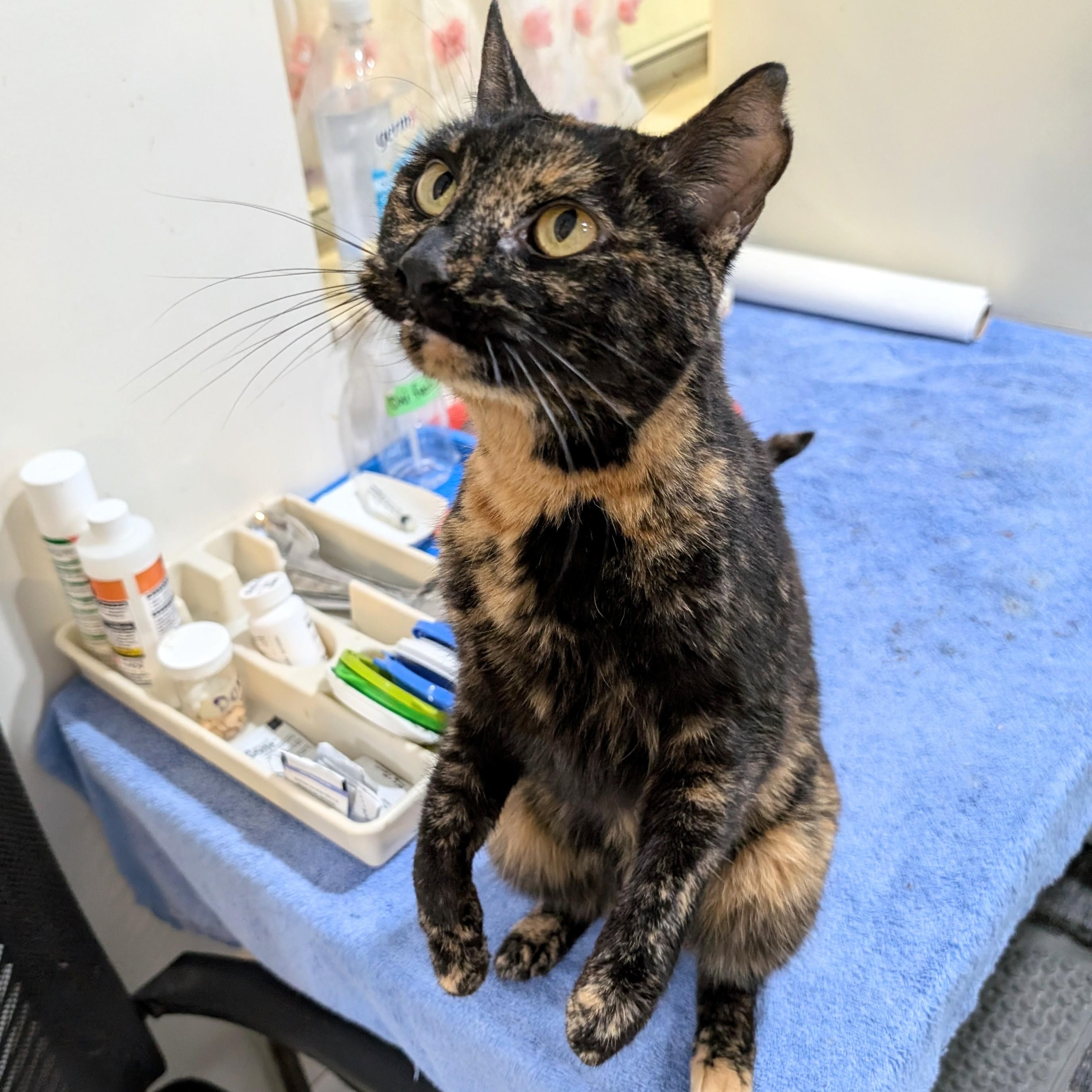 Enlarge Mercedes, a Adoptable mixed breed in West Palm Beach, FL image 3/6