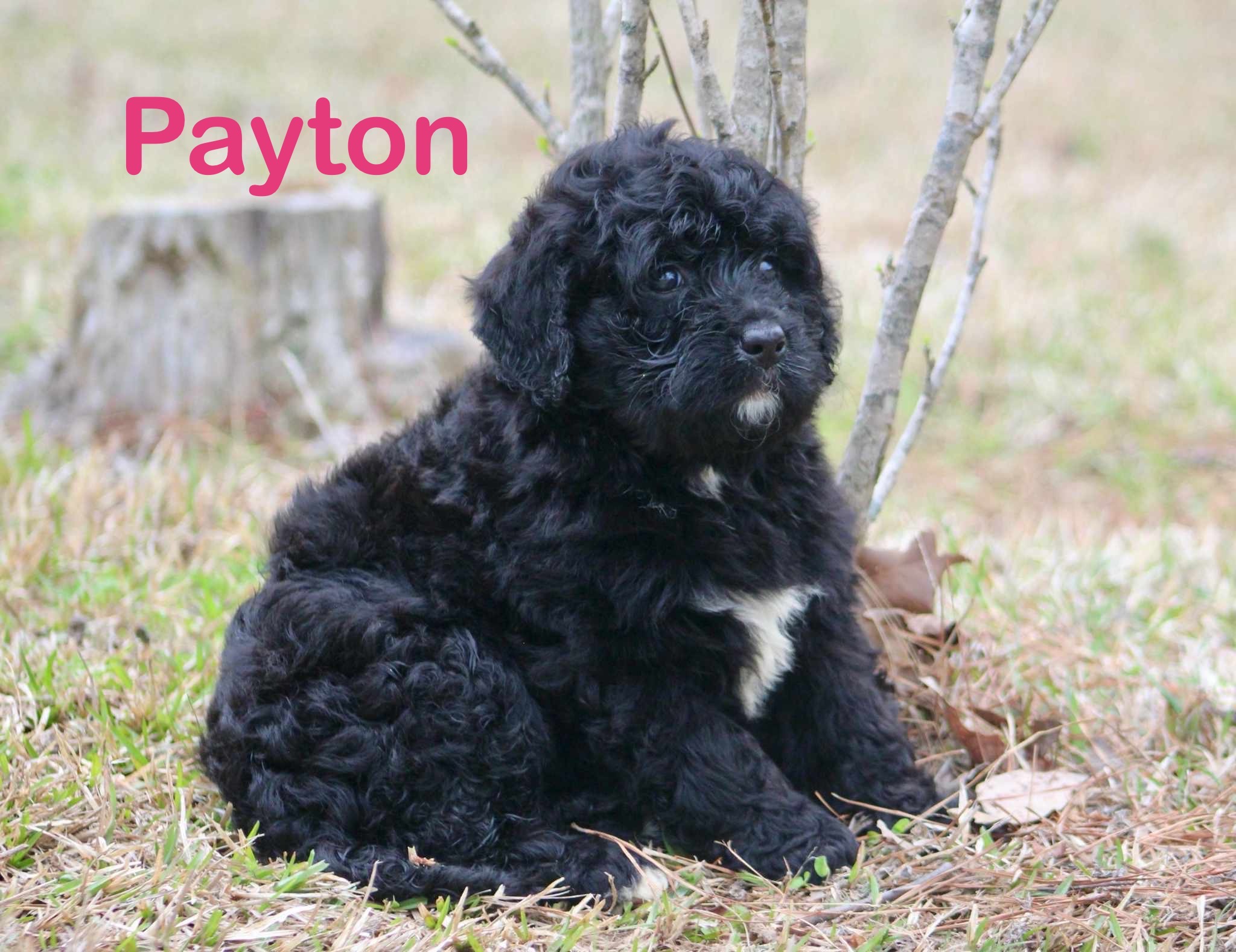 Is Payton Myler Adopted - yrrtwob