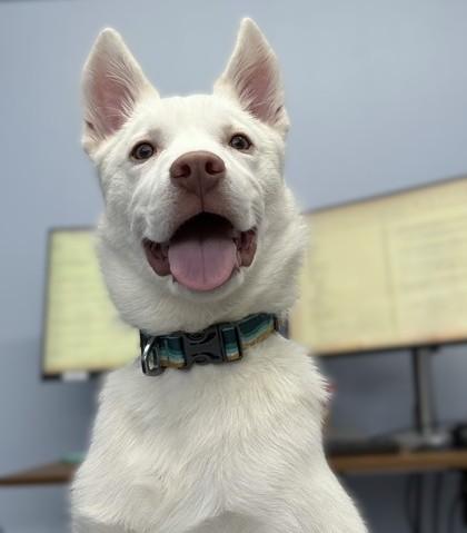 Teddy Bear, Adoptable, Young Male Siberian Husky & Mixed Breed.