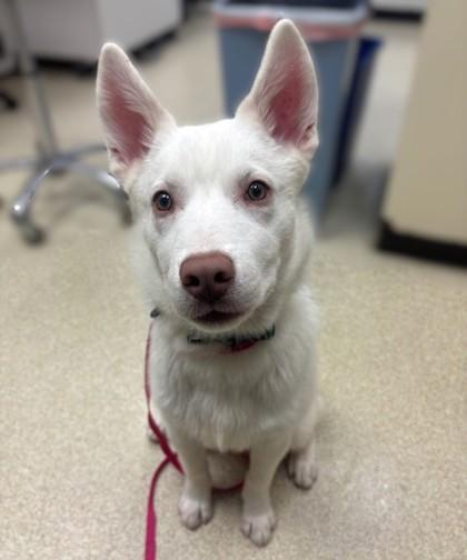 Teddy Bear, Adoptable, Young Male Siberian Husky & Mixed Breed.