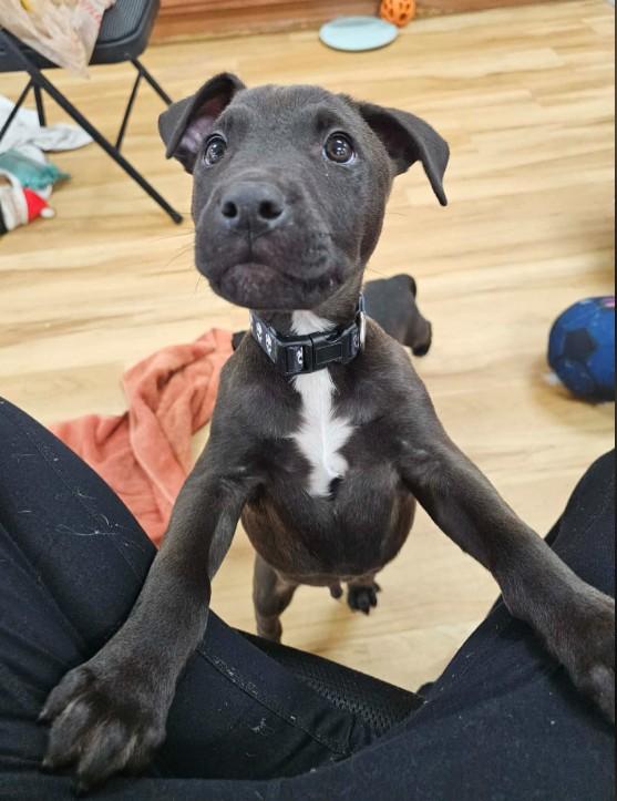 Enlarge Buzz, a ADOPTABLE mixed breed in St. Louis, MO image 2/3