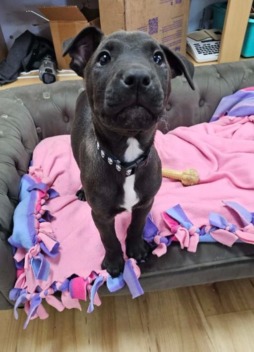 Enlarge Buzz, a ADOPTABLE mixed breed in St. Louis, MO image 3/3