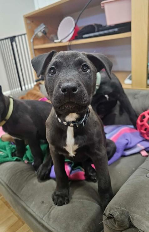 Buzz, ADOPTABLE, Puppy Male Mixed Breed.