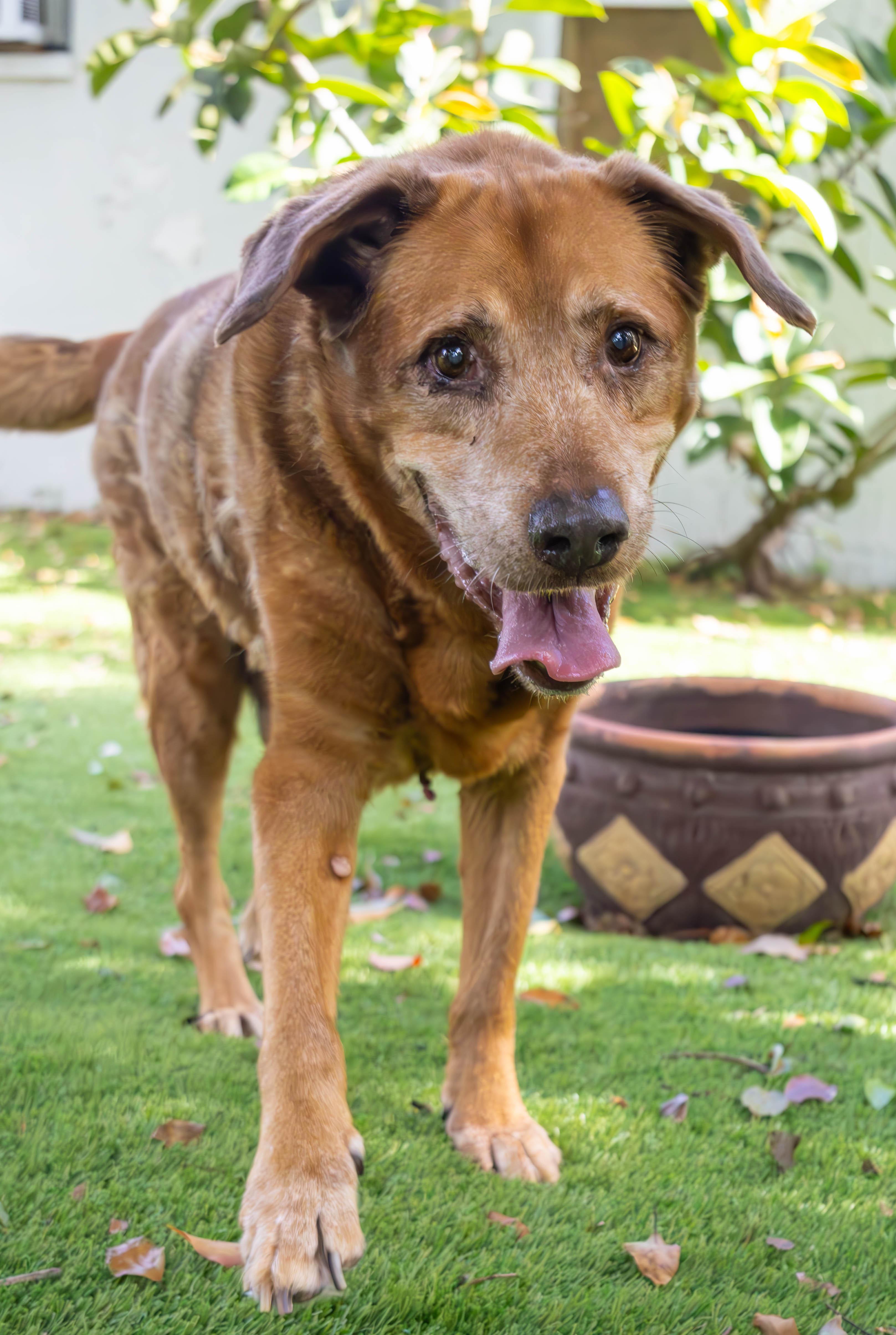 Enlarge Rusty, a Adoptable Labrador Retriever in Palm Harbor, FL image 6/6