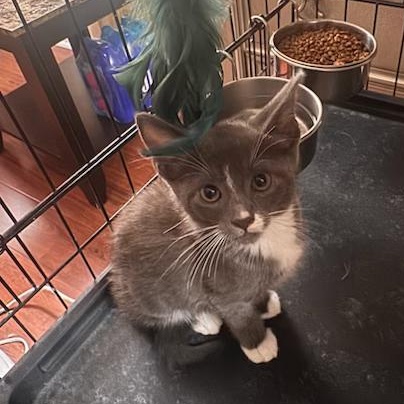 Enlarge Willow, a Adoptable Tuxedo in Stockton, CA image 1/6