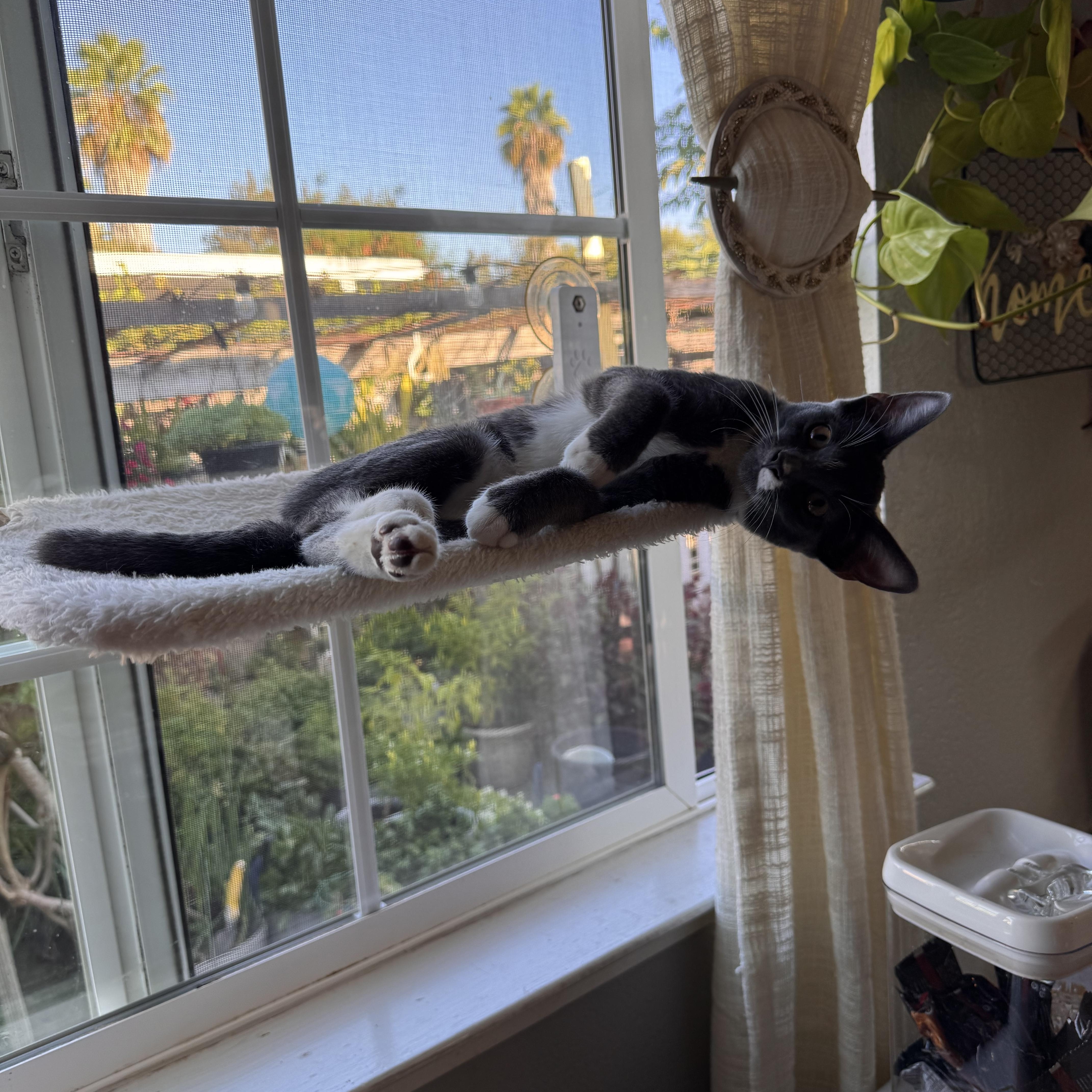 Enlarge Willow, a Adoptable Tuxedo in Stockton, CA image 6/6