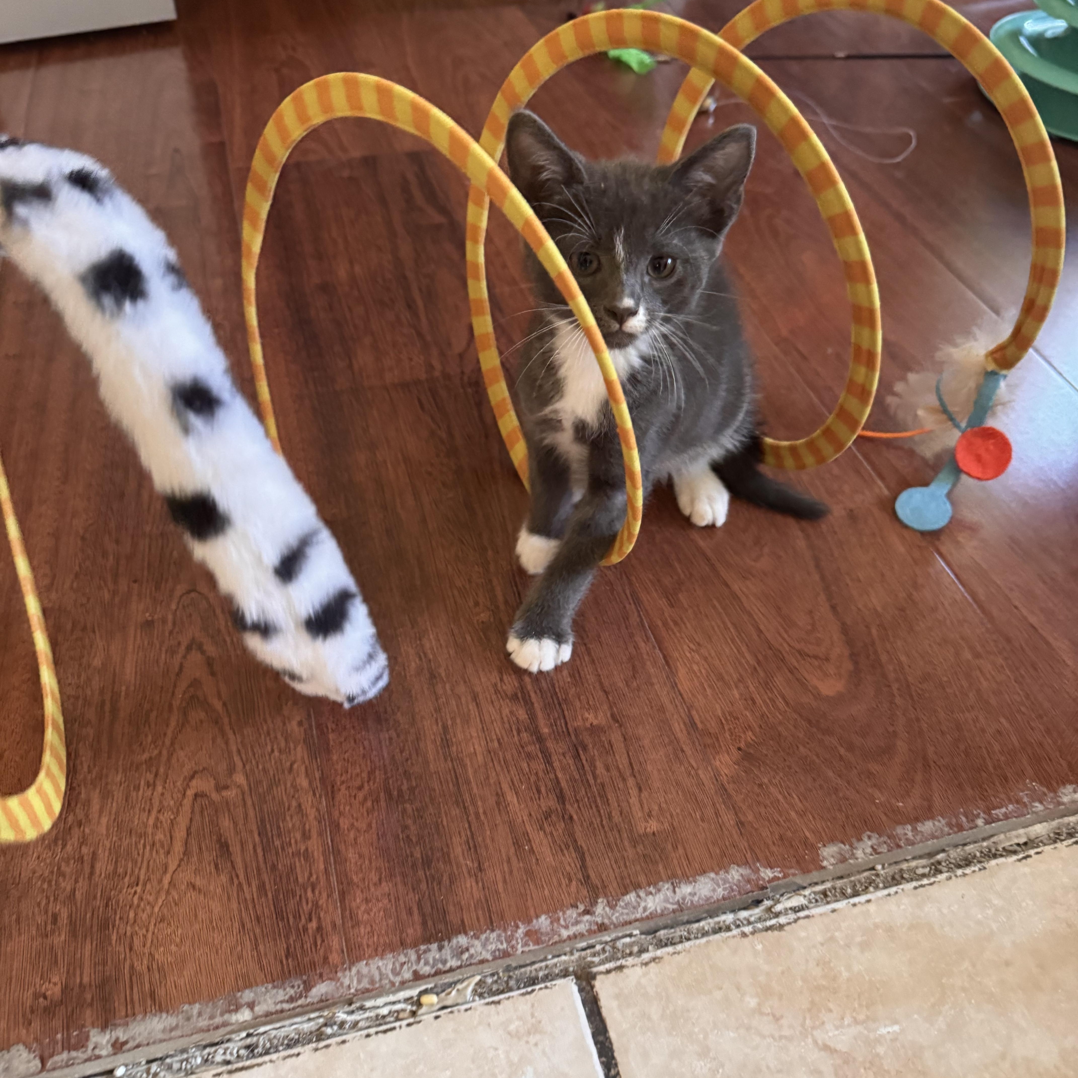 Enlarge Willow, a Adoptable Tuxedo in Stockton, CA image 3/6