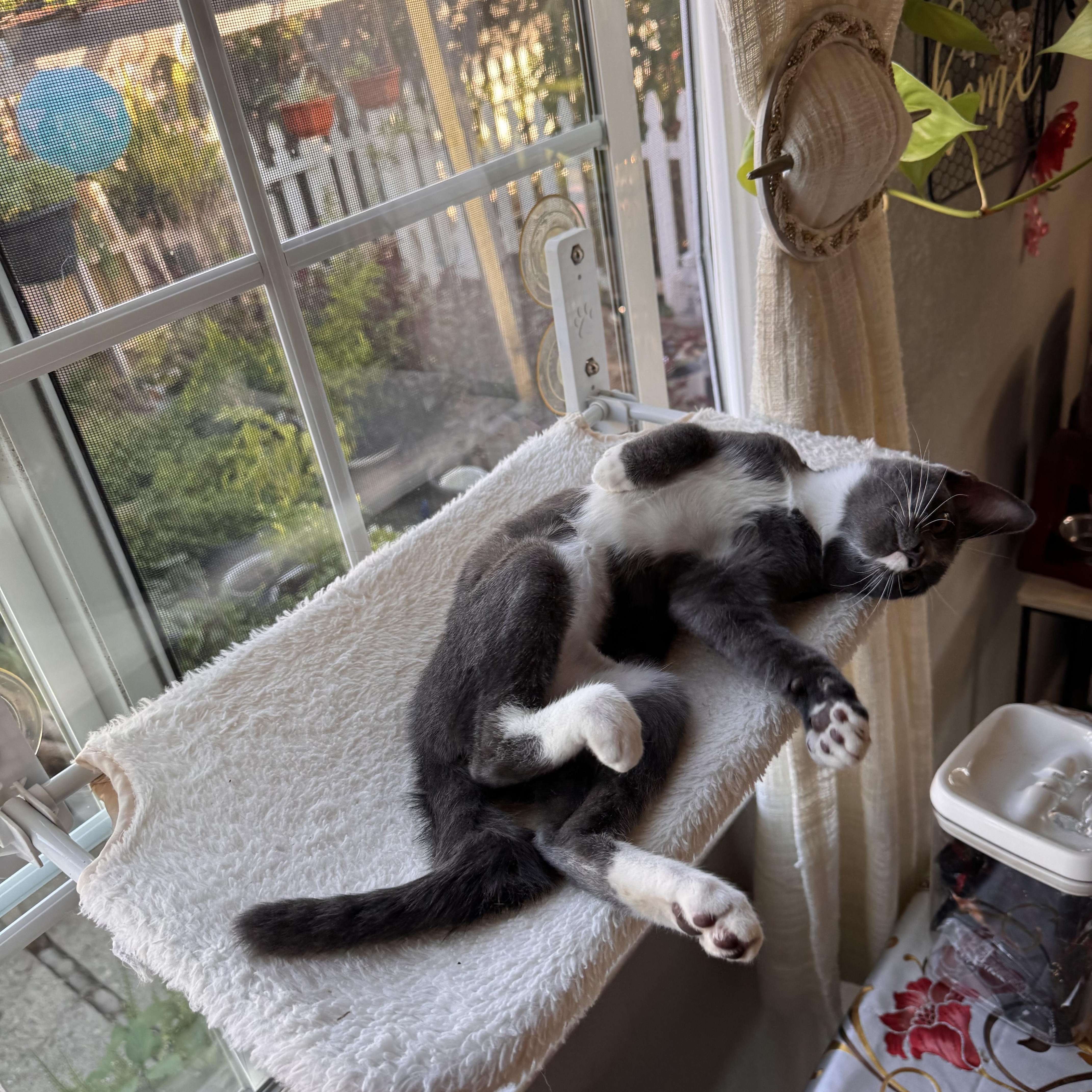 Enlarge Willow, a Adoptable Tuxedo in Stockton, CA image 4/6