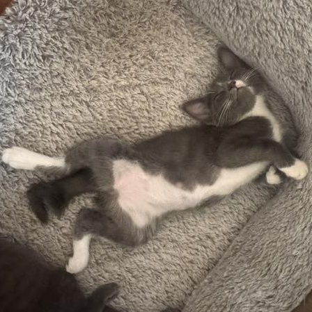 Enlarge Willow, a Adoptable Tuxedo in Stockton, CA image 2/6