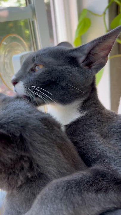 Enlarge Willow, a Adoptable Tuxedo in Stockton, CA video 5/6