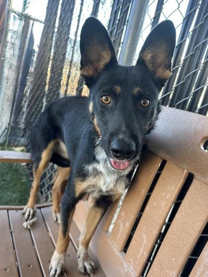 Enlarge Louise, a Adoptable mixed breed in Red Bluff, CA image 3/4