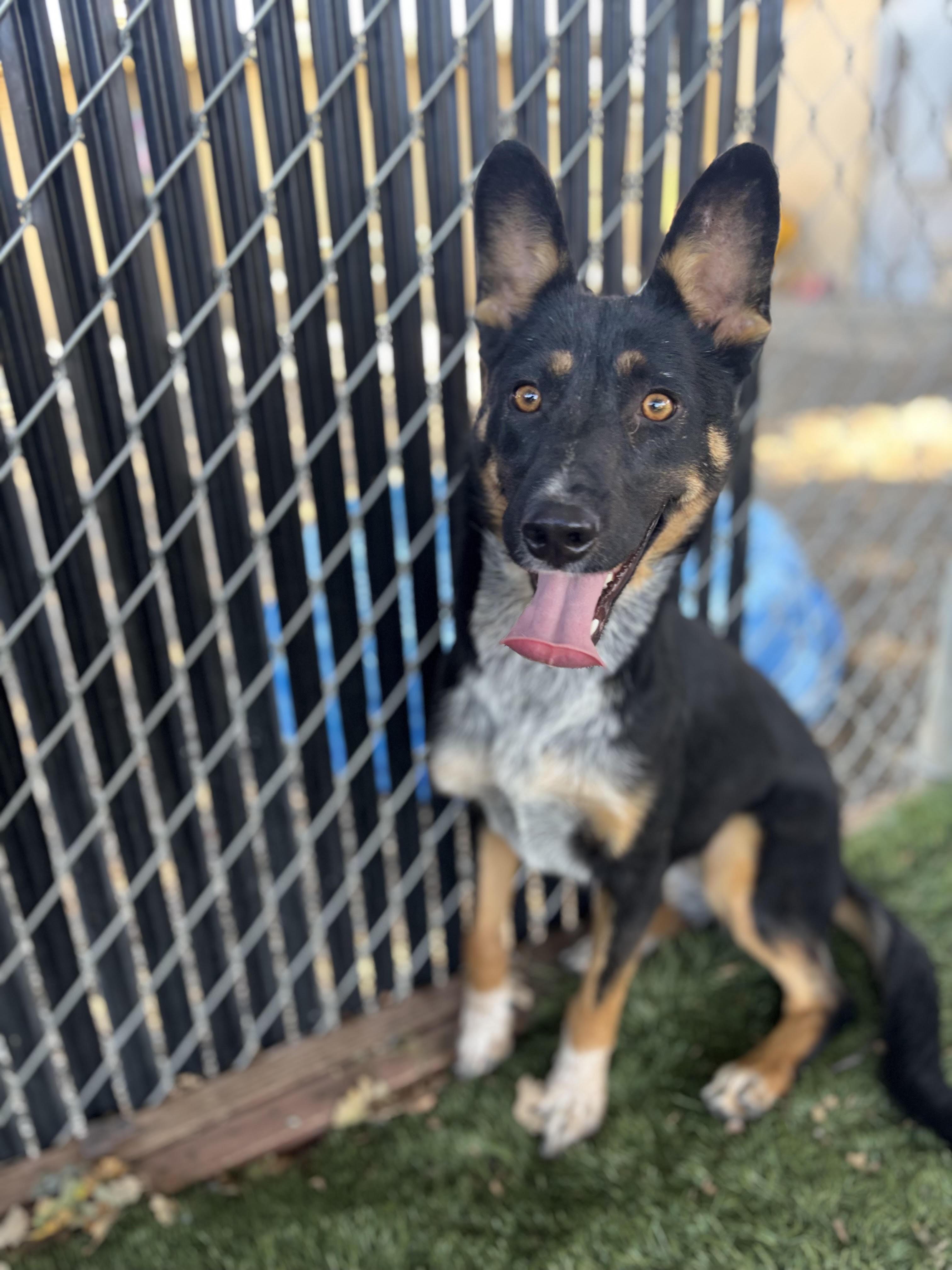 Enlarge Louise, a Adoptable mixed breed in Red Bluff, CA image 4/4