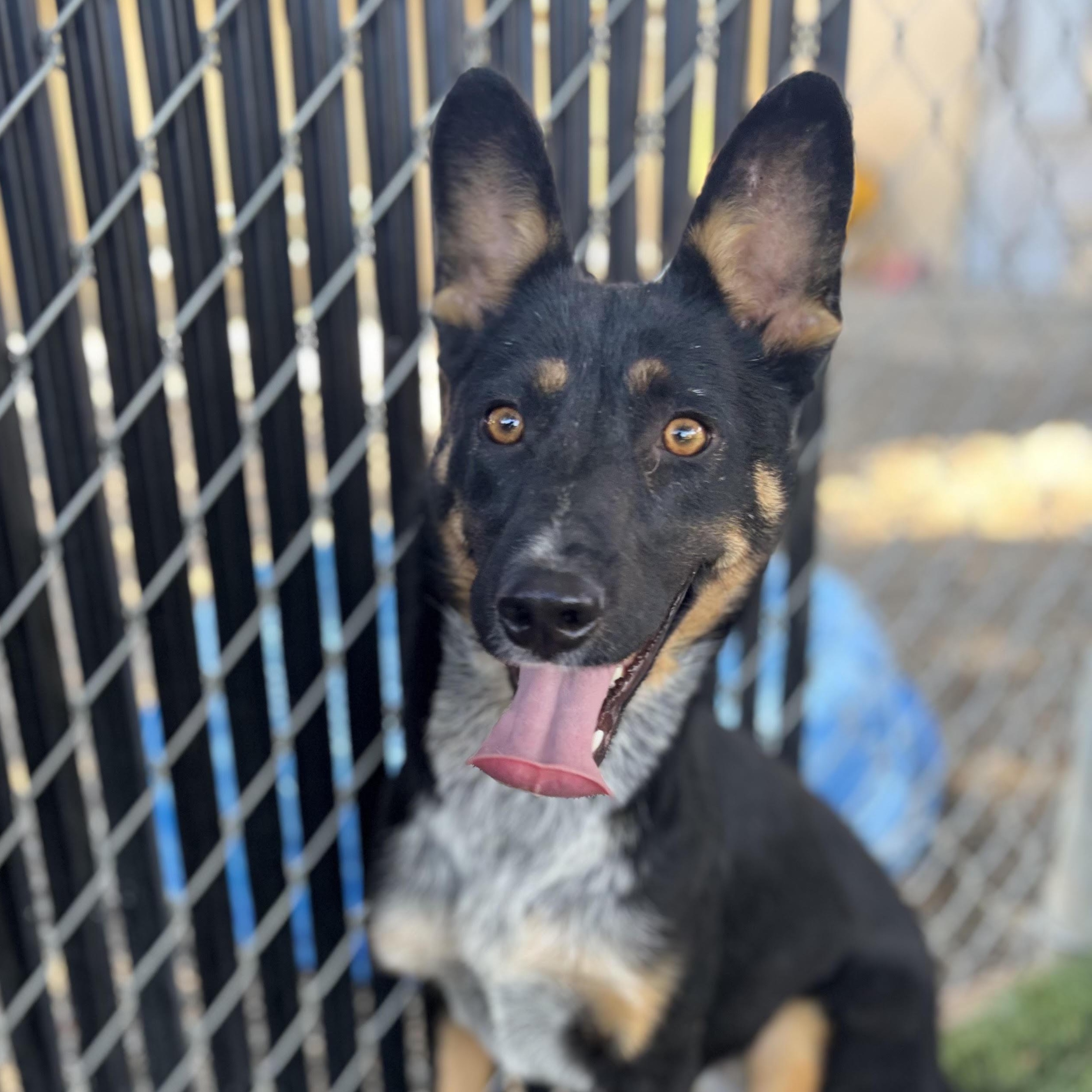 Louise, Adoptable, Adult Female Australian Cattle Dog / Blue Heeler.