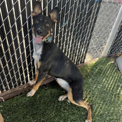 Enlarge Louise, a Adoptable mixed breed in Red Bluff, CA image 2/4