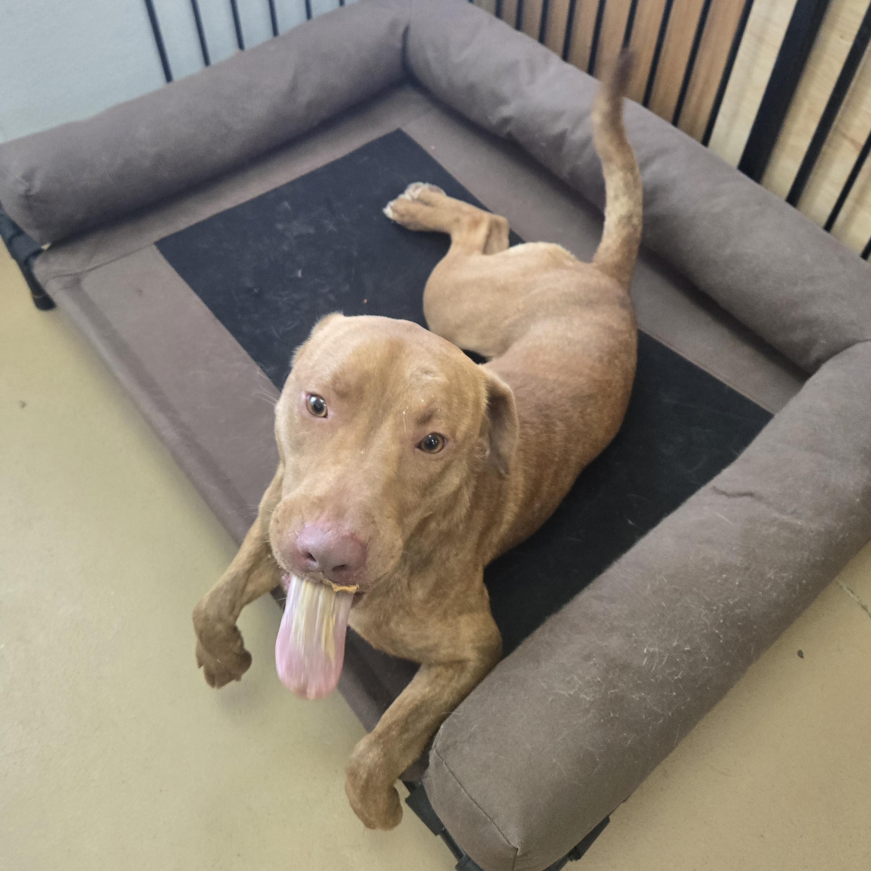 Enlarge Jones, a ADOPTABLE mixed breed in Xenia , OH image 4/5