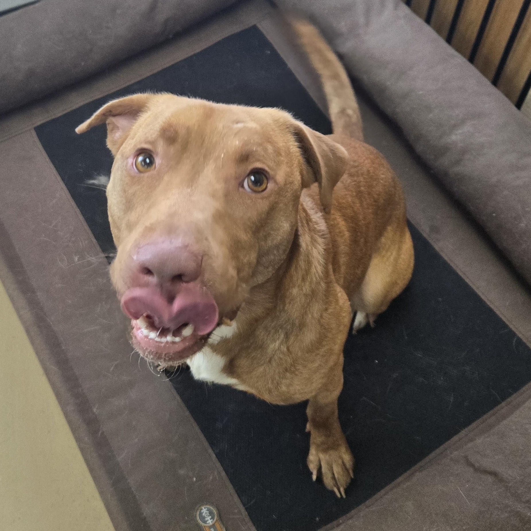 Enlarge Jones, a ADOPTABLE mixed breed in Xenia , OH image 5/5