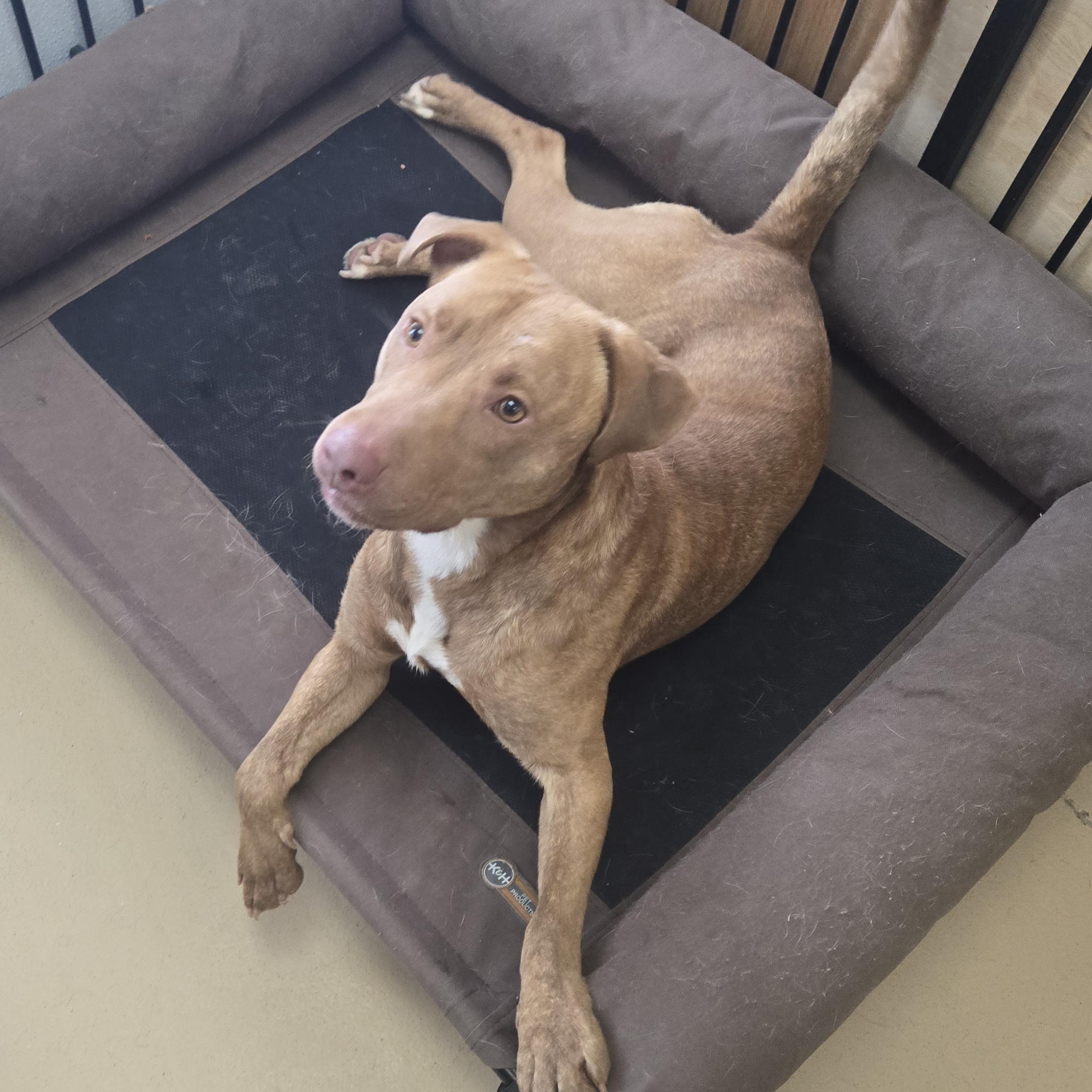 Enlarge Jones, a ADOPTABLE mixed breed in Xenia , OH image 2/5