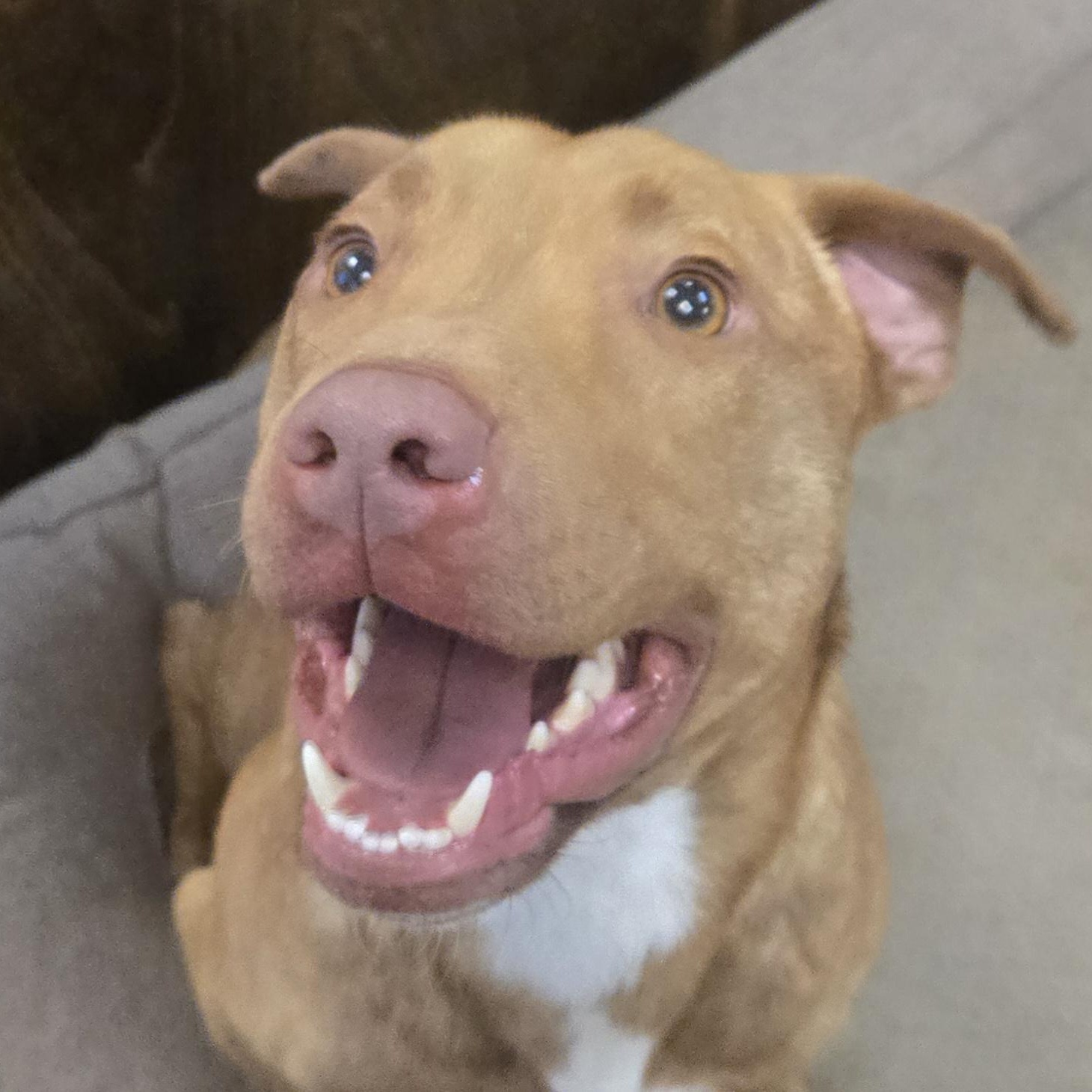 Enlarge Jones, a ADOPTABLE mixed breed in Xenia , OH image 1/5