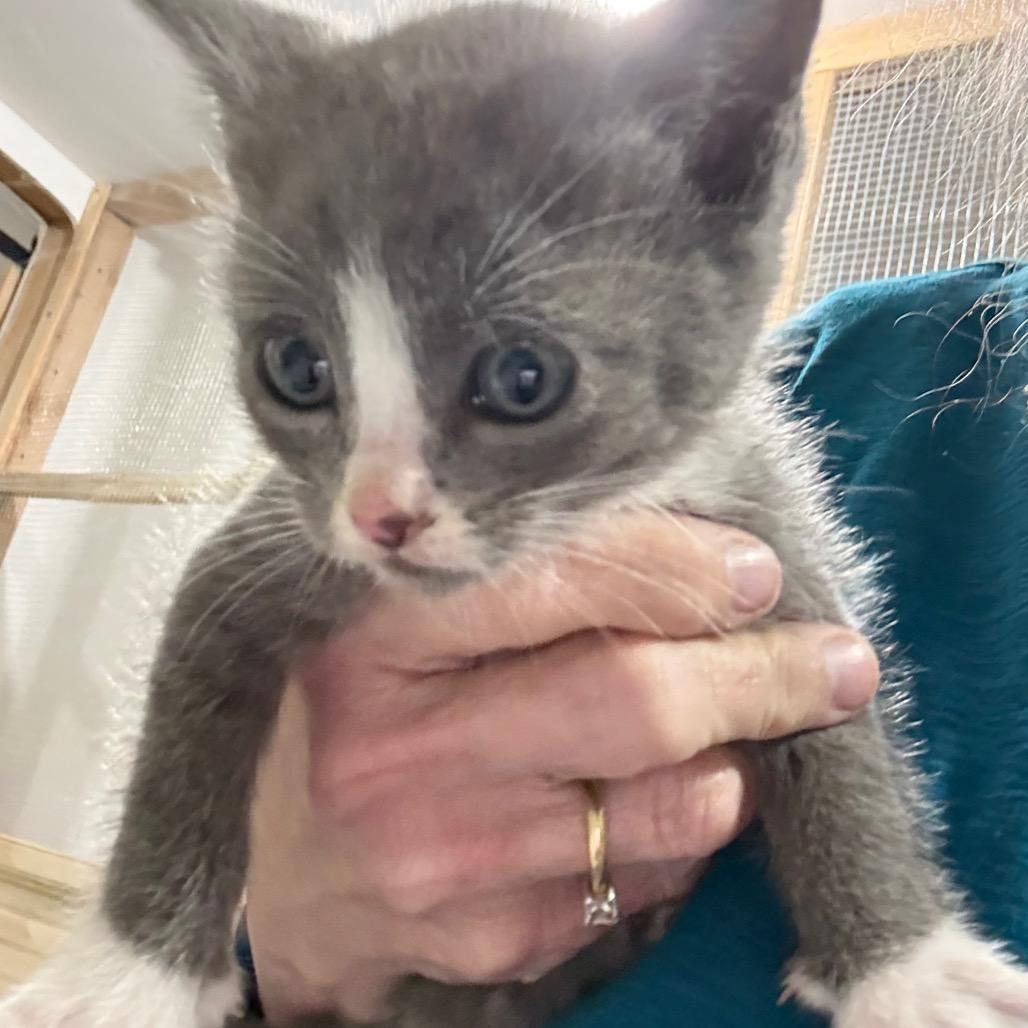 Enlarge Sardine, a Adoptable Domestic Short Hair in Ferndale, WA image 1/3