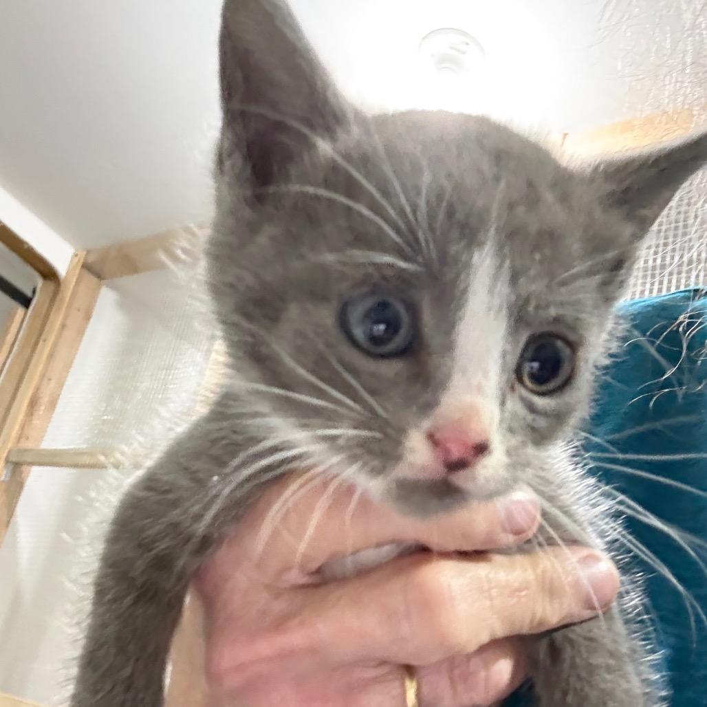 Enlarge Sardine, a Adoptable Domestic Short Hair in Ferndale, WA image 2/3