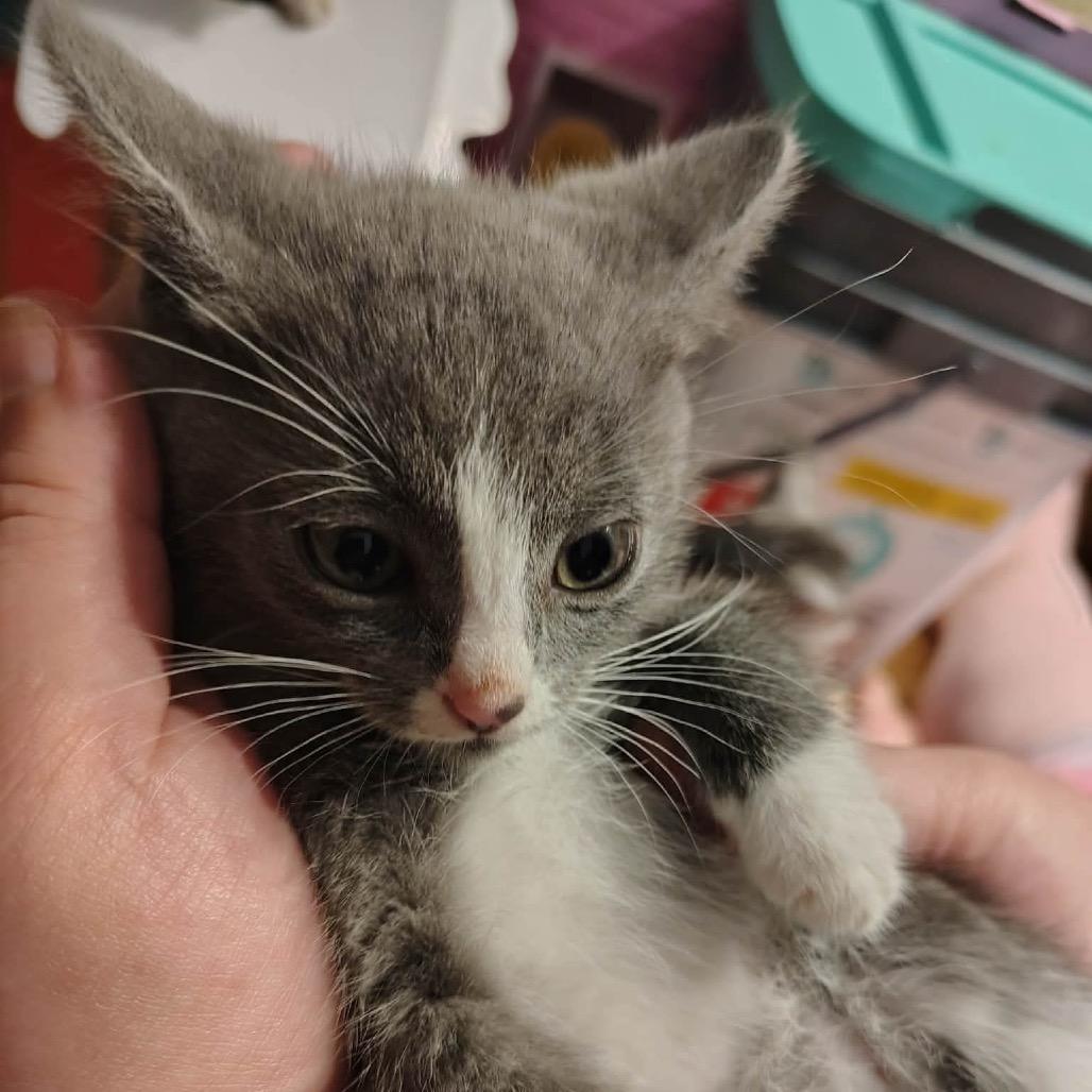 Enlarge Sardine, a Adoptable Domestic Short Hair in Ferndale, WA image 3/3