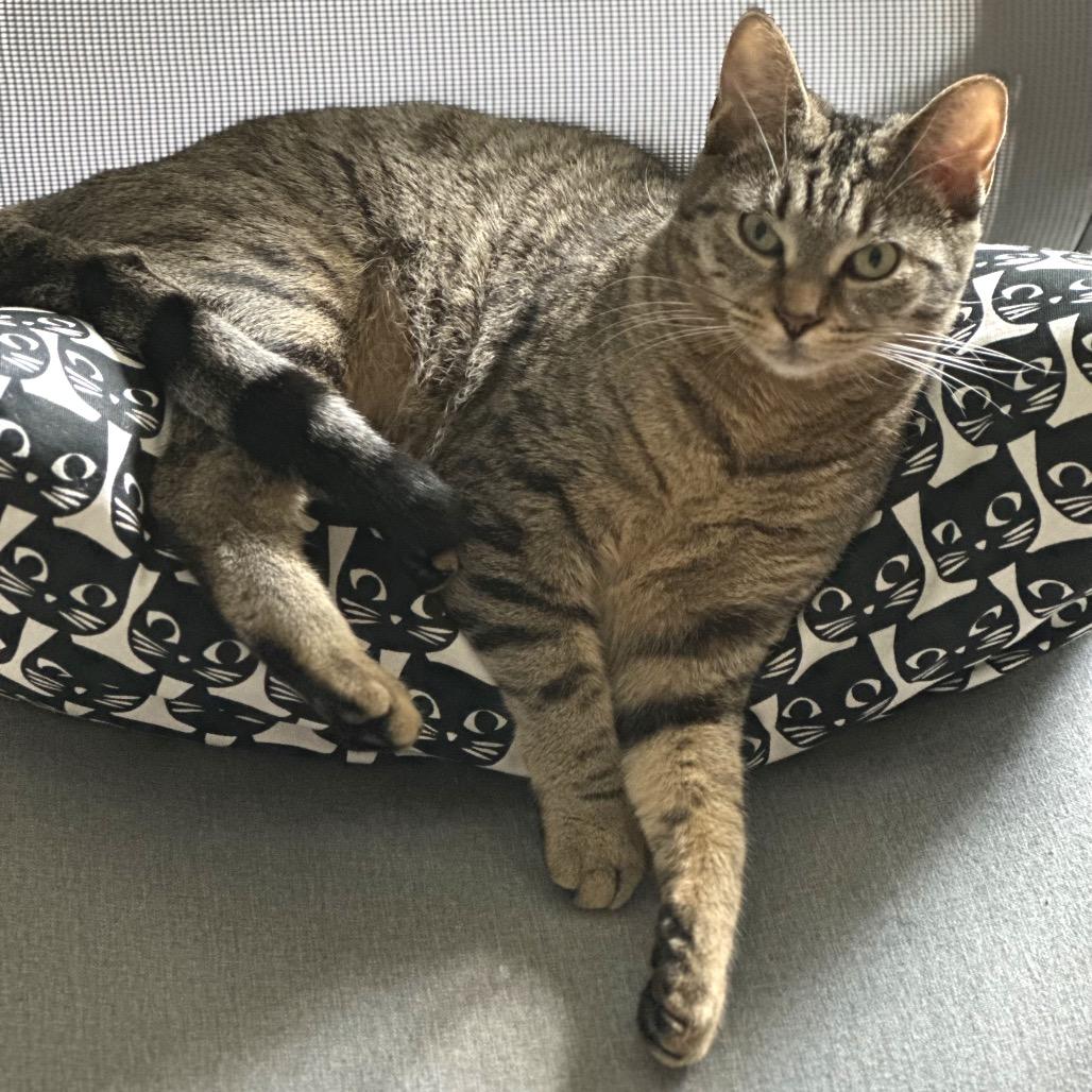 Enlarge Artemis, a Adoptable Domestic Short Hair in Boerne, TX image 2/3