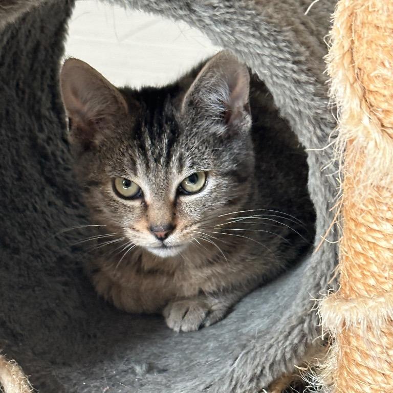 Enlarge Artemis, a Adoptable Domestic Short Hair in Boerne, TX image 3/3