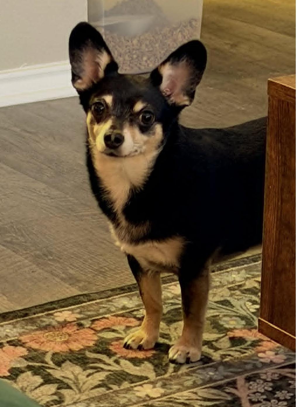 Enlarge Daisy, a Adoptable mixed breed in Weatherford, TX image 5/5
