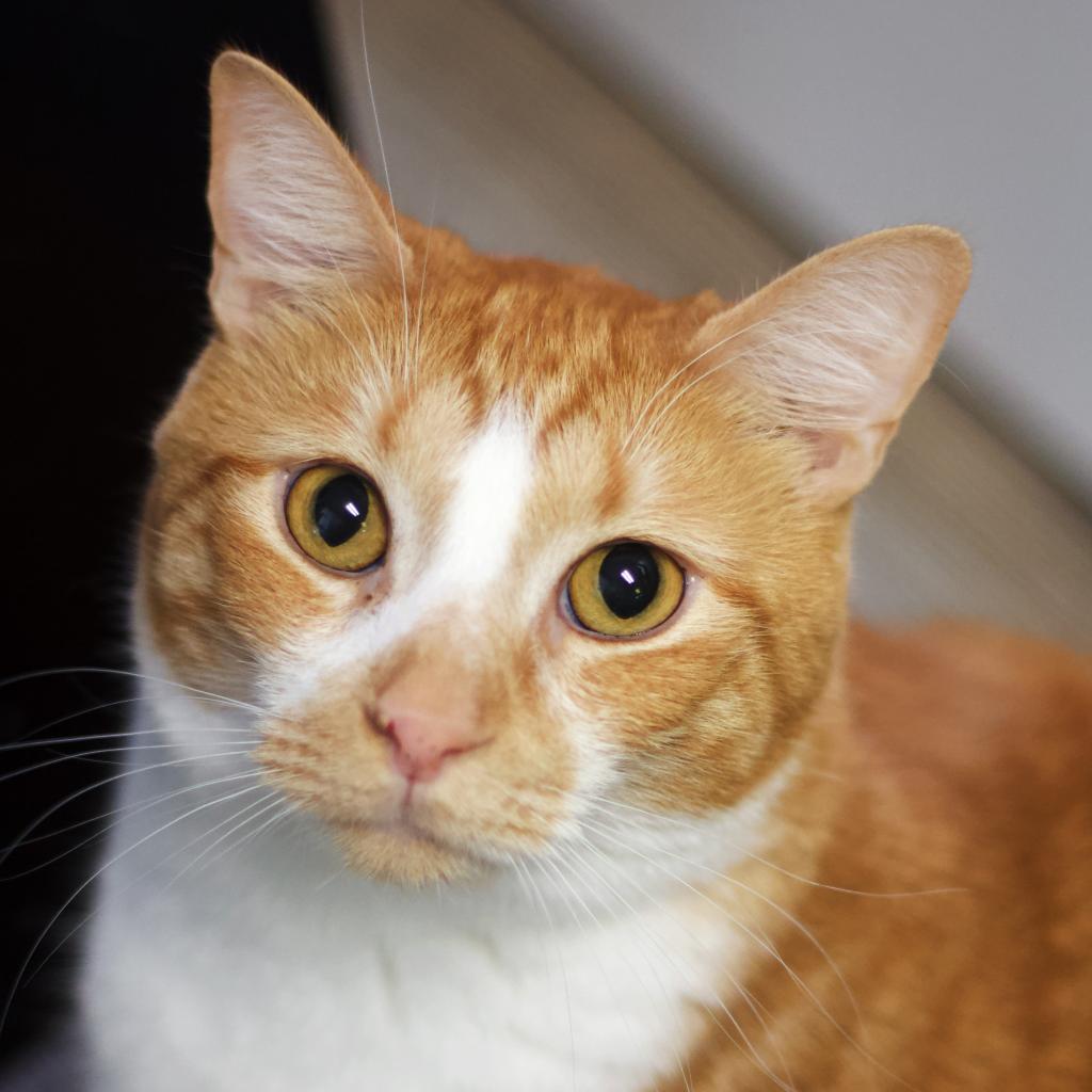 Teena — thumbnail 4