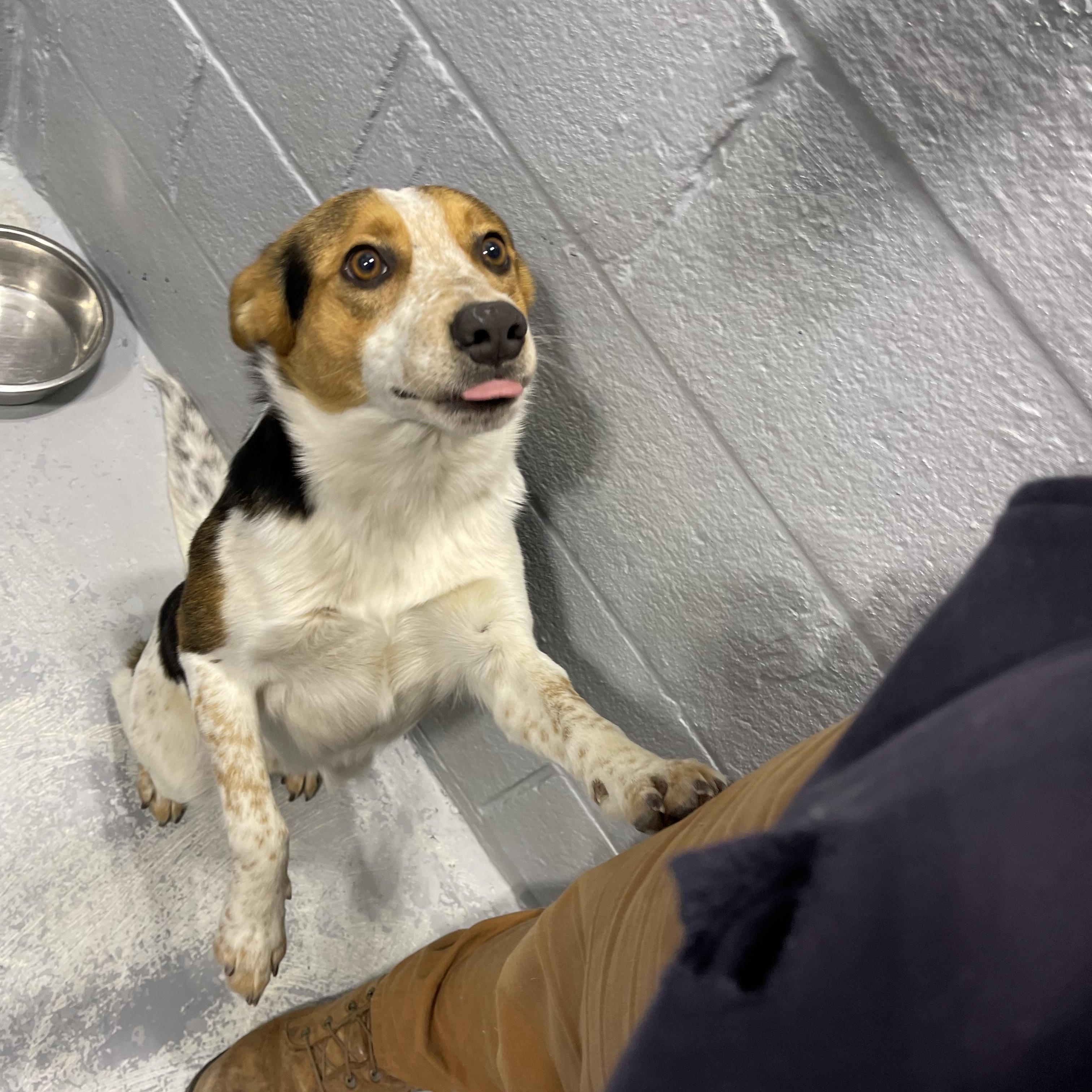 Smiley , a ADOPTABLE mixed breed in Farmville, VA image 3/3