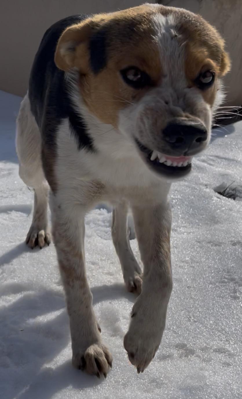 Smiley , a ADOPTABLE mixed breed in Farmville, VA image 2/3