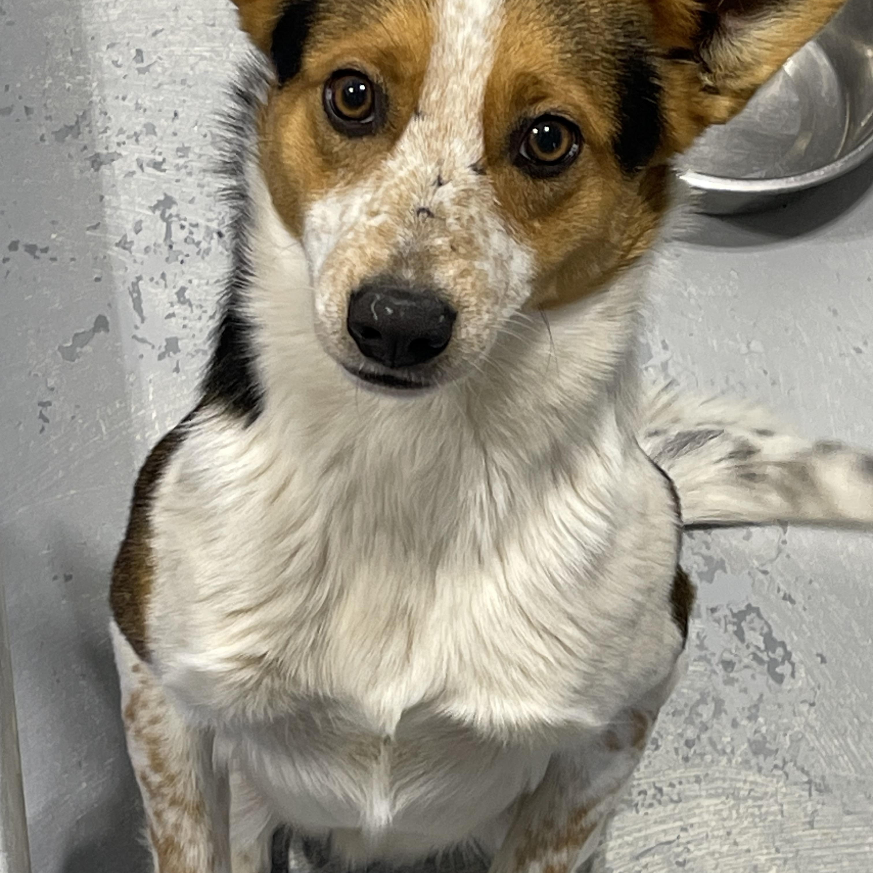 Smiley , a ADOPTABLE mixed breed in Farmville, VA image 1/3