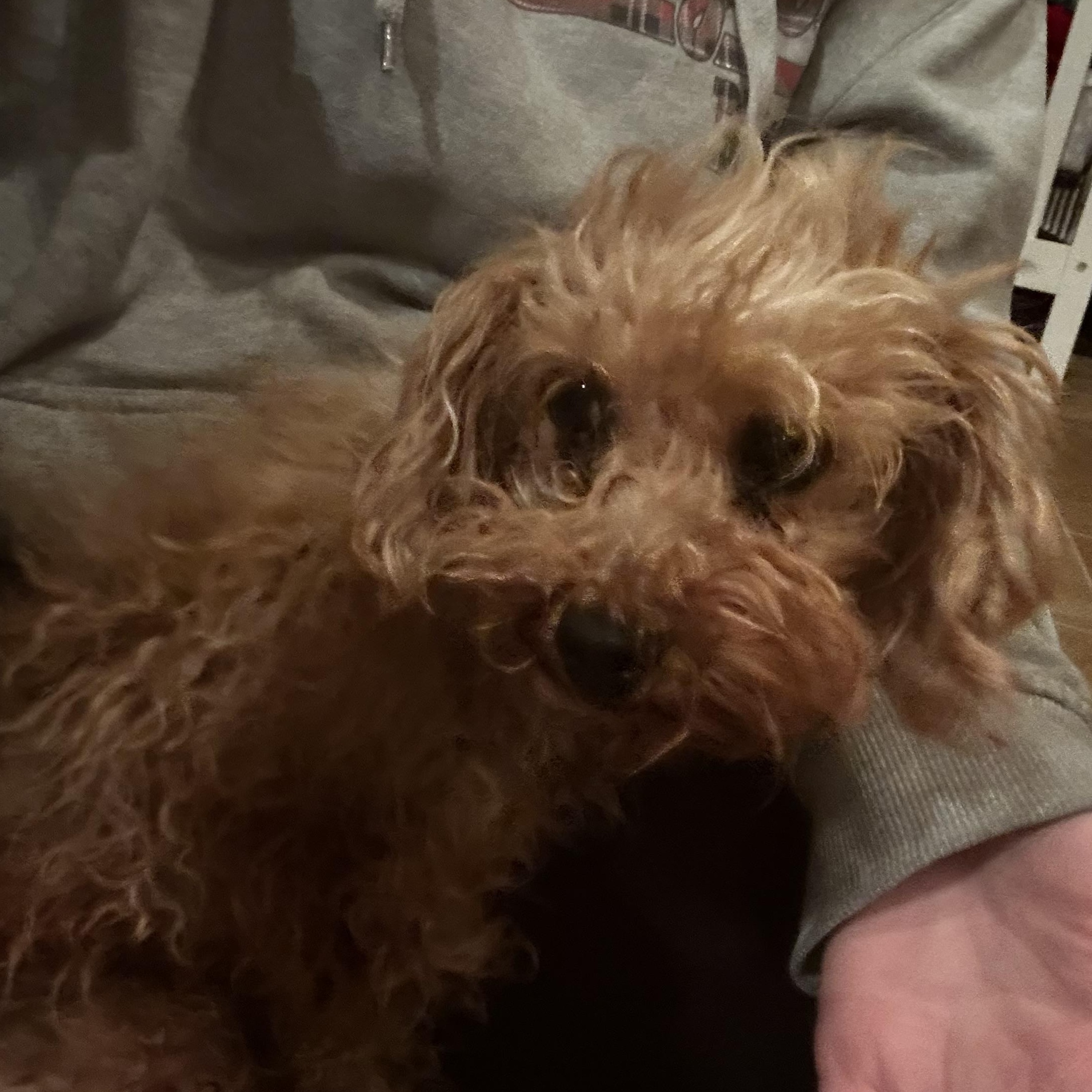 Eva, adopted, Adult Female Maltipoo.