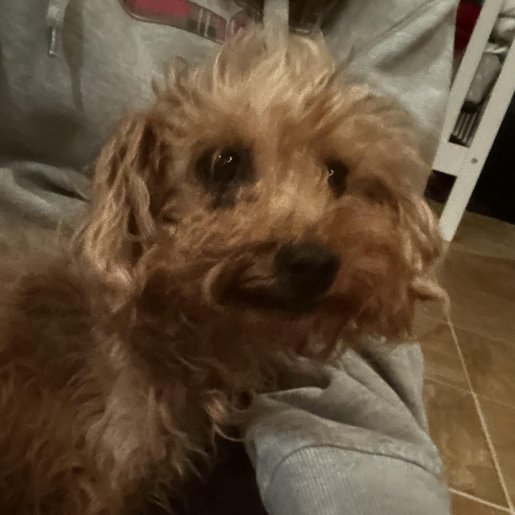 Eva, an adopted mixed breed in Carnegie, OK image 2/2