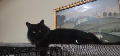 Bella, Adoptable, Adult Female Domestic Long Hair.