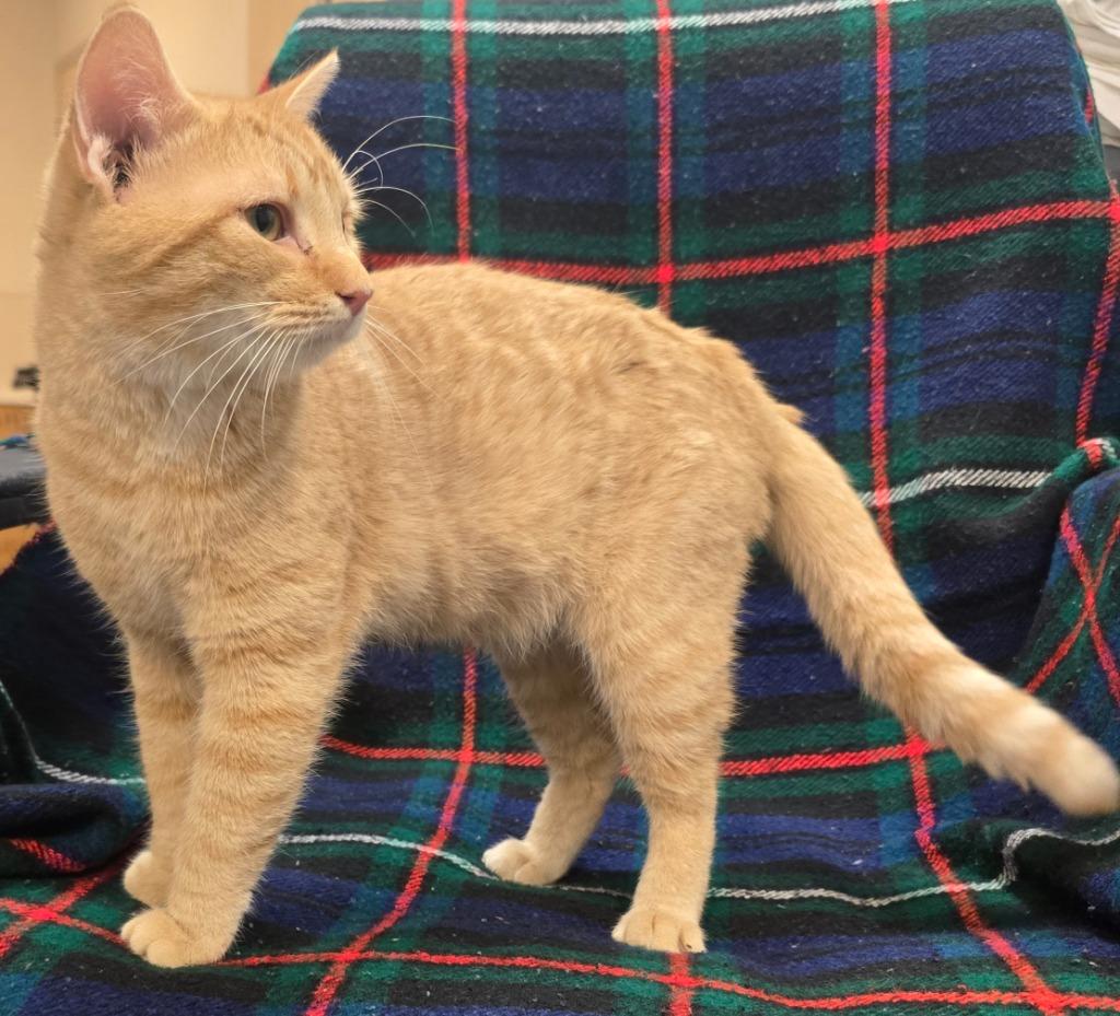 Tangerine, Adoptable, Kitten Male Domestic Short Hair.