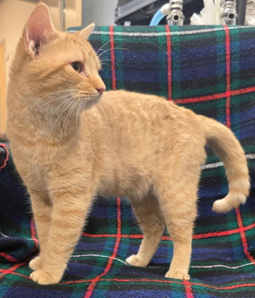 Enlarge Tangerine, a Adoptable mixed breed in Murphysboro, IL image 2/2