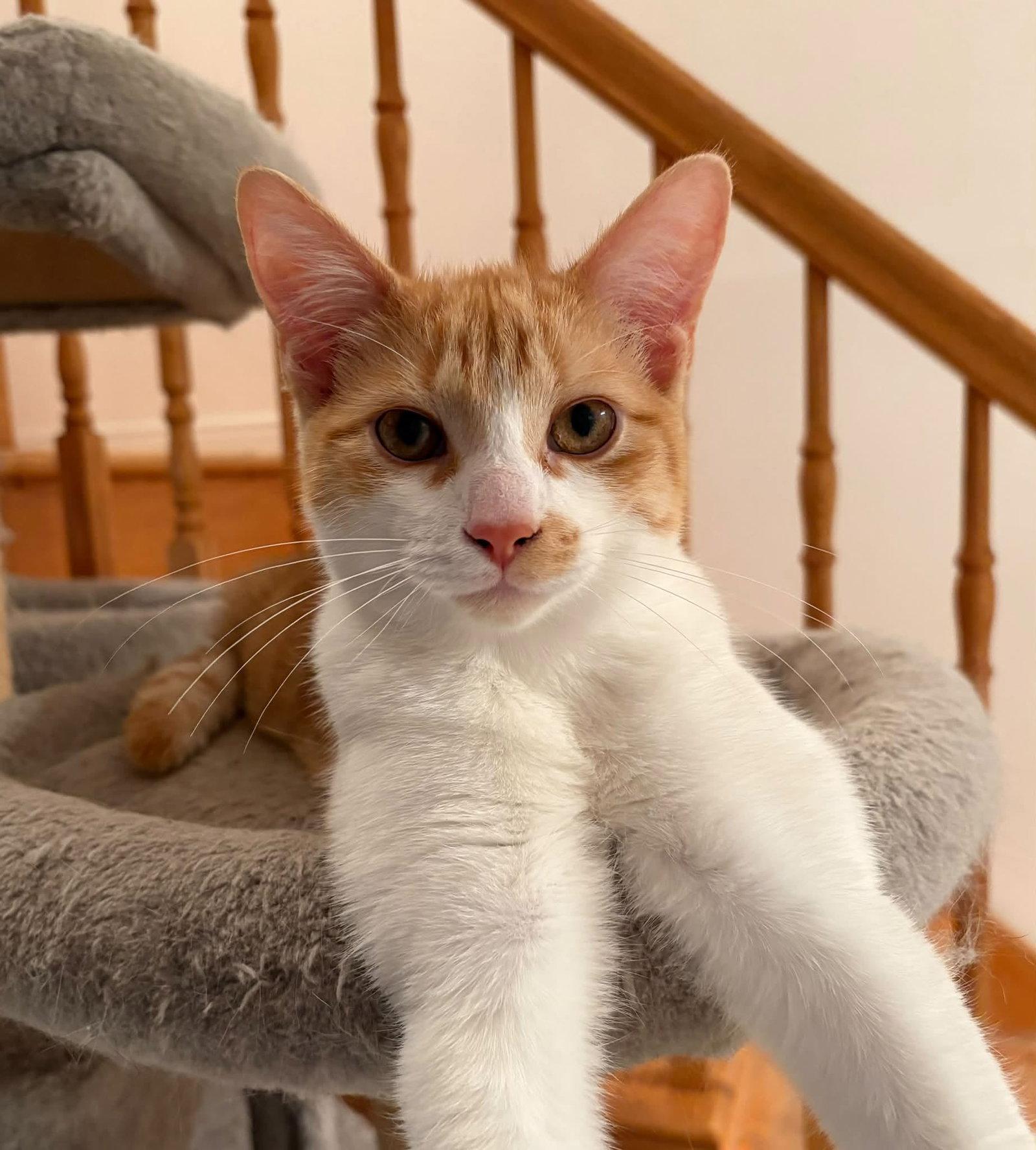 Sunny, Adoptable, Young Male Domestic Medium Hair.