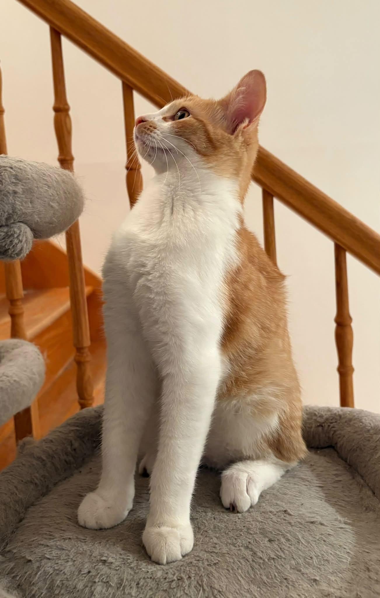 Enlarge Sunny, a Adoptable Domestic Medium Hair in Orleans, ON image 2/3