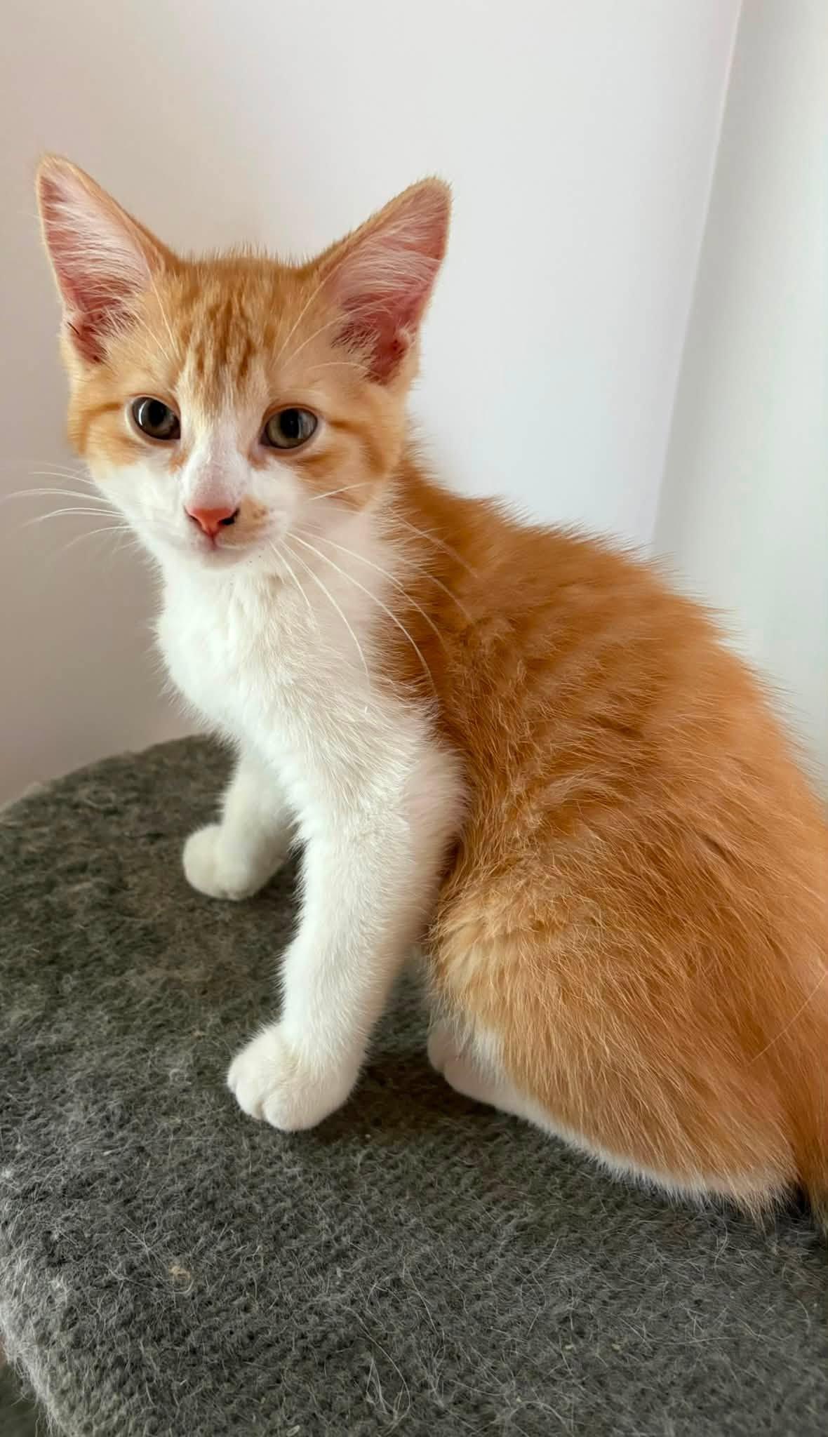 Enlarge Sunny, a Adoptable Domestic Medium Hair in Orleans, ON image 3/3