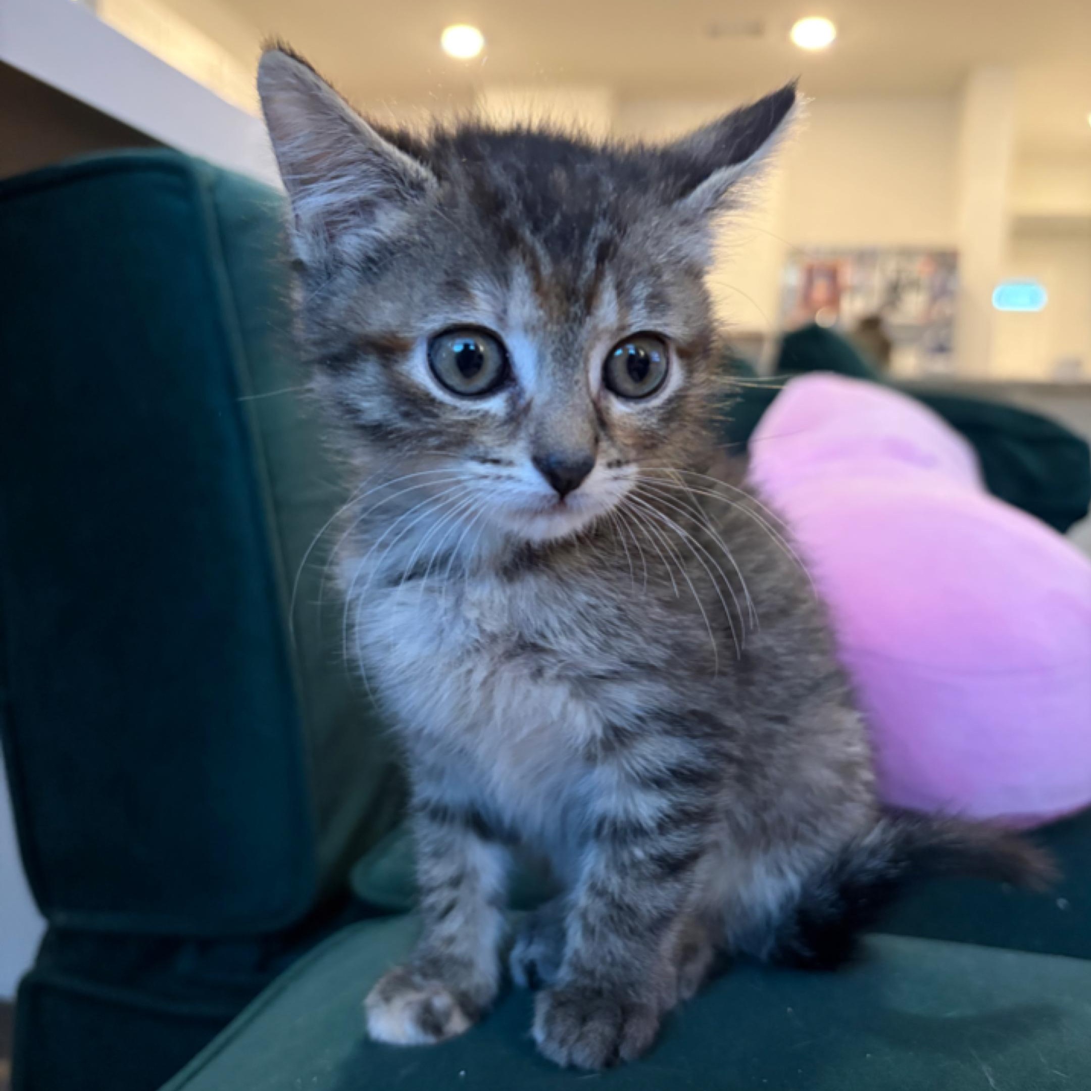 Enlarge Amana...a little gift of grace and playfulnes, a Adoptable Domestic Short Hair in Murfreesboro, TN image 5/5