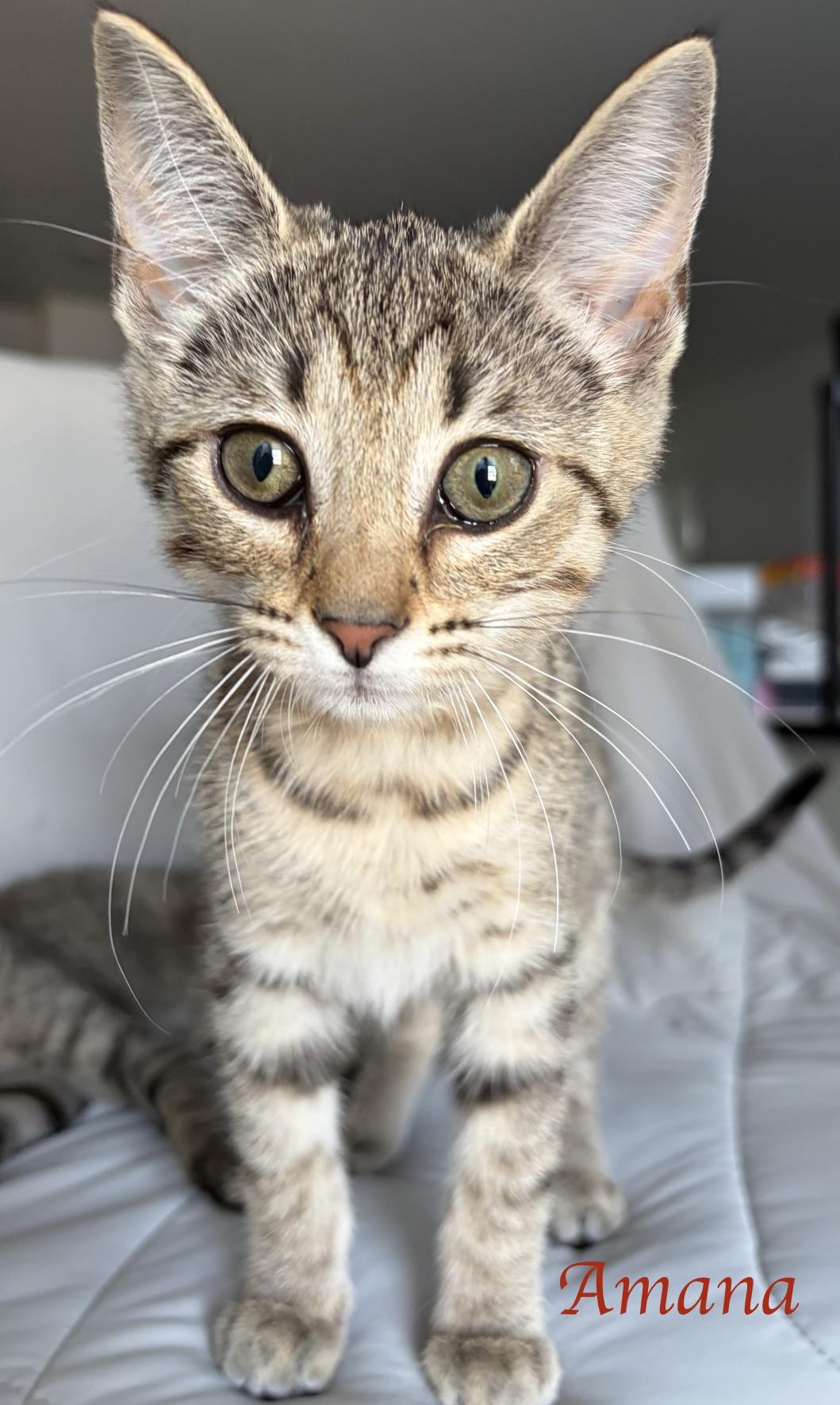 Enlarge Amana...a little gift of grace and playfulnes, a Adoptable Domestic Short Hair in Murfreesboro, TN image 1/5